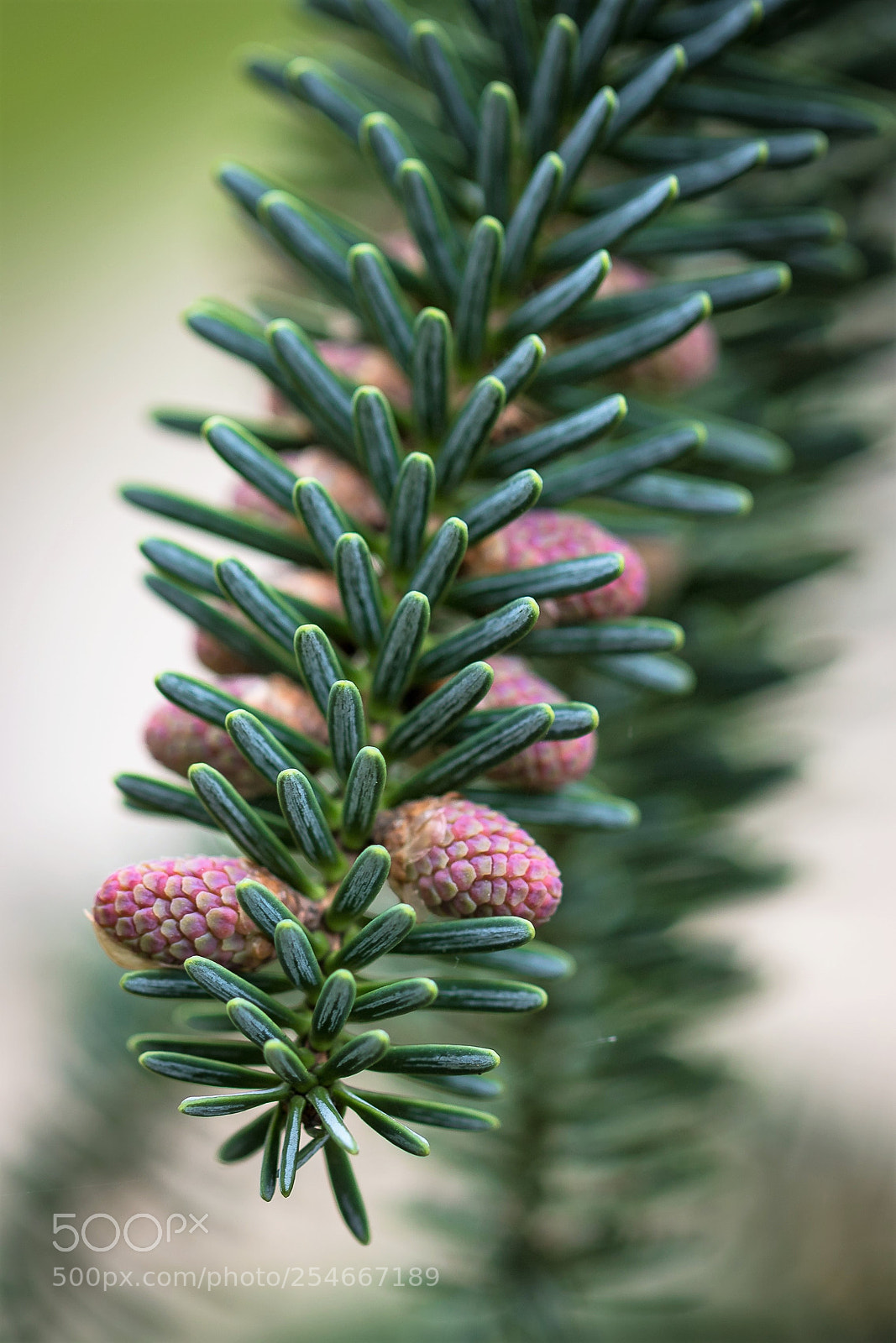 Canon EOS 6D Mark II sample photo. Untitled photography