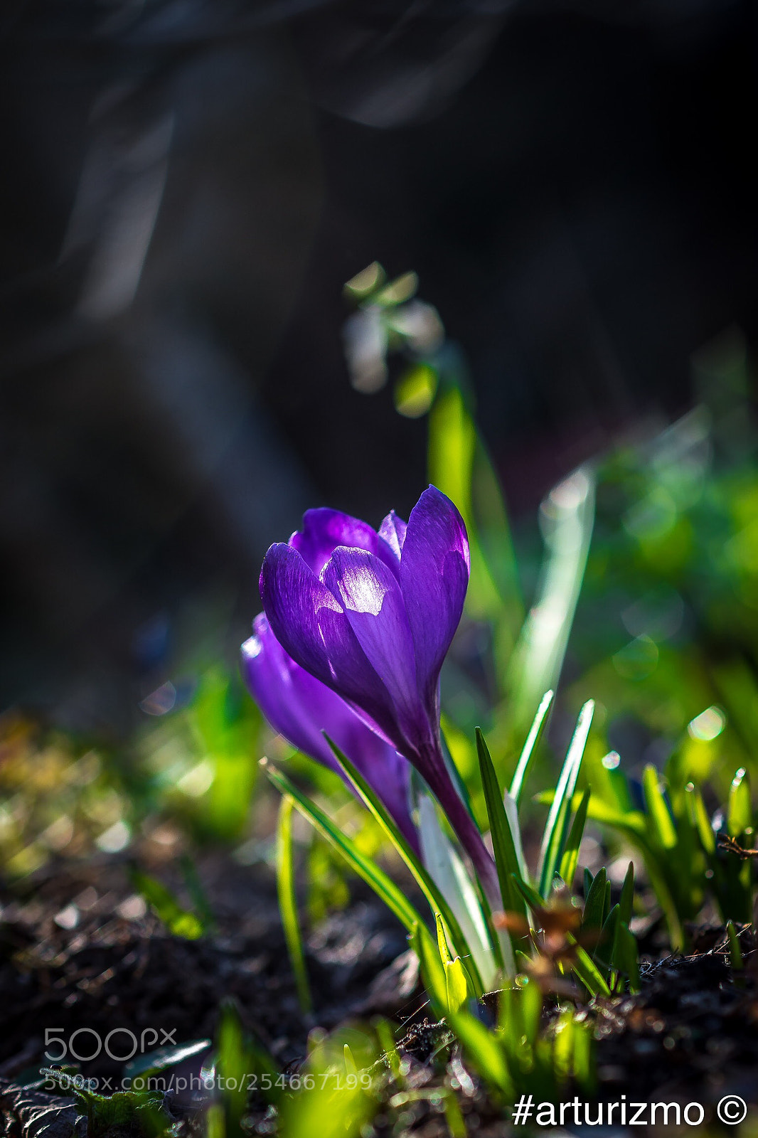 Nikon D7200 sample photo. Spring in digital version photography
