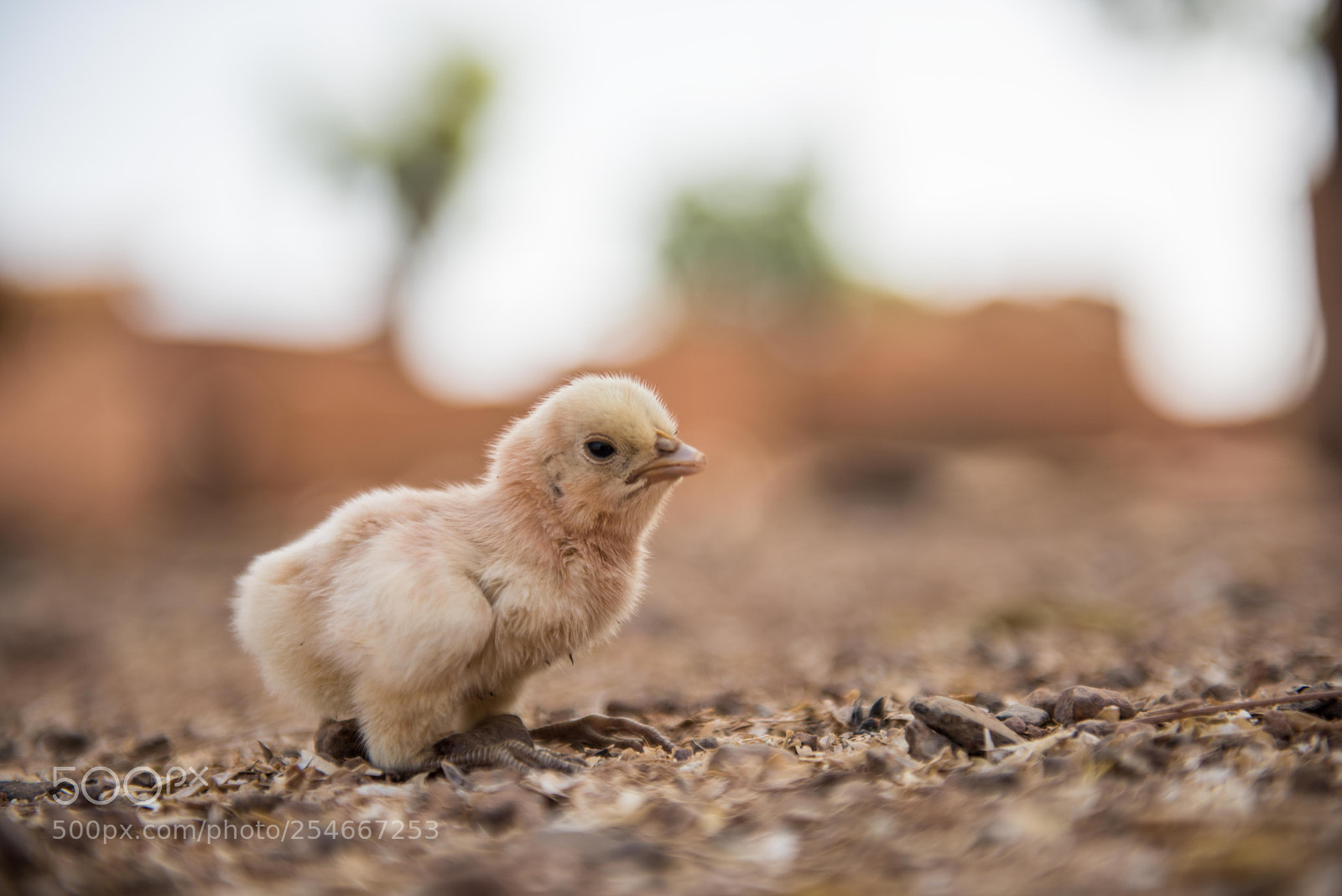 Nikon D810 sample photo. Little chick photography