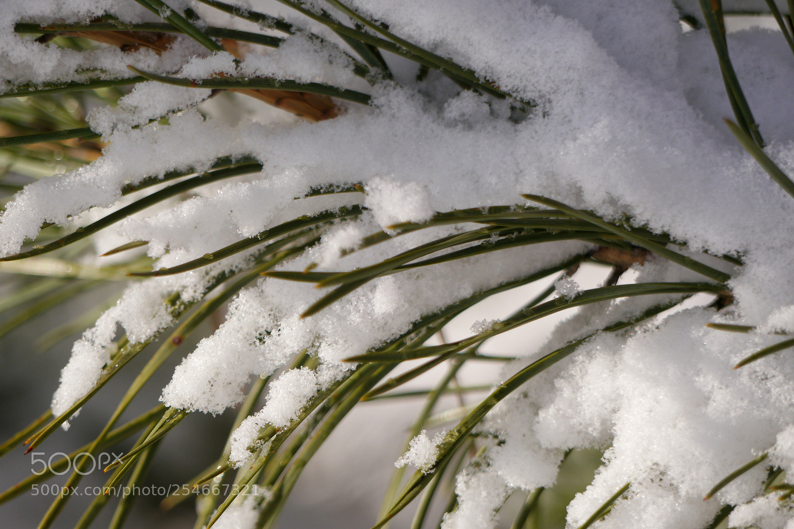 Panasonic Lumix DMC-G5 sample photo. Pine photography
