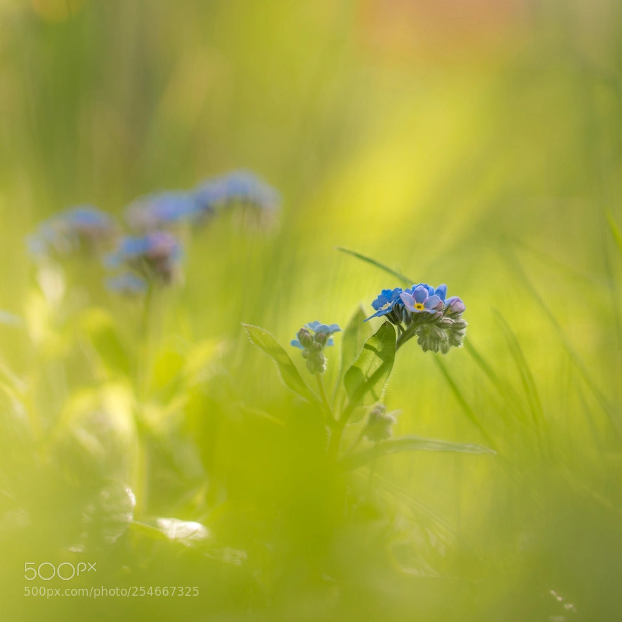 Sony SLT-A77 sample photo. Forget me not.... photography
