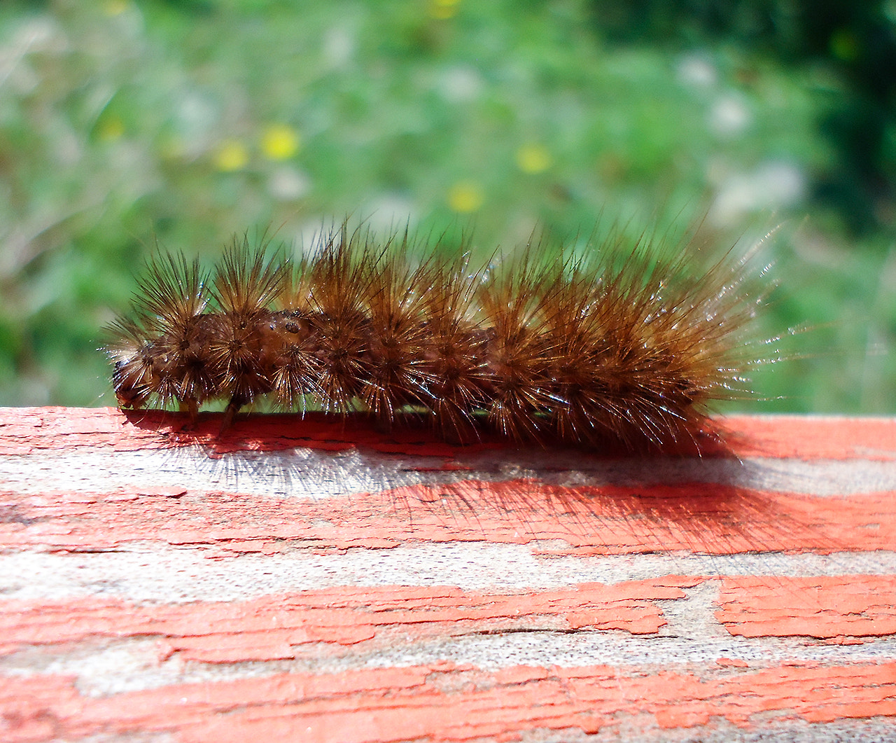 Sony Cyber-shot DSC-W610 sample photo. Brown spiky caterpillar photography