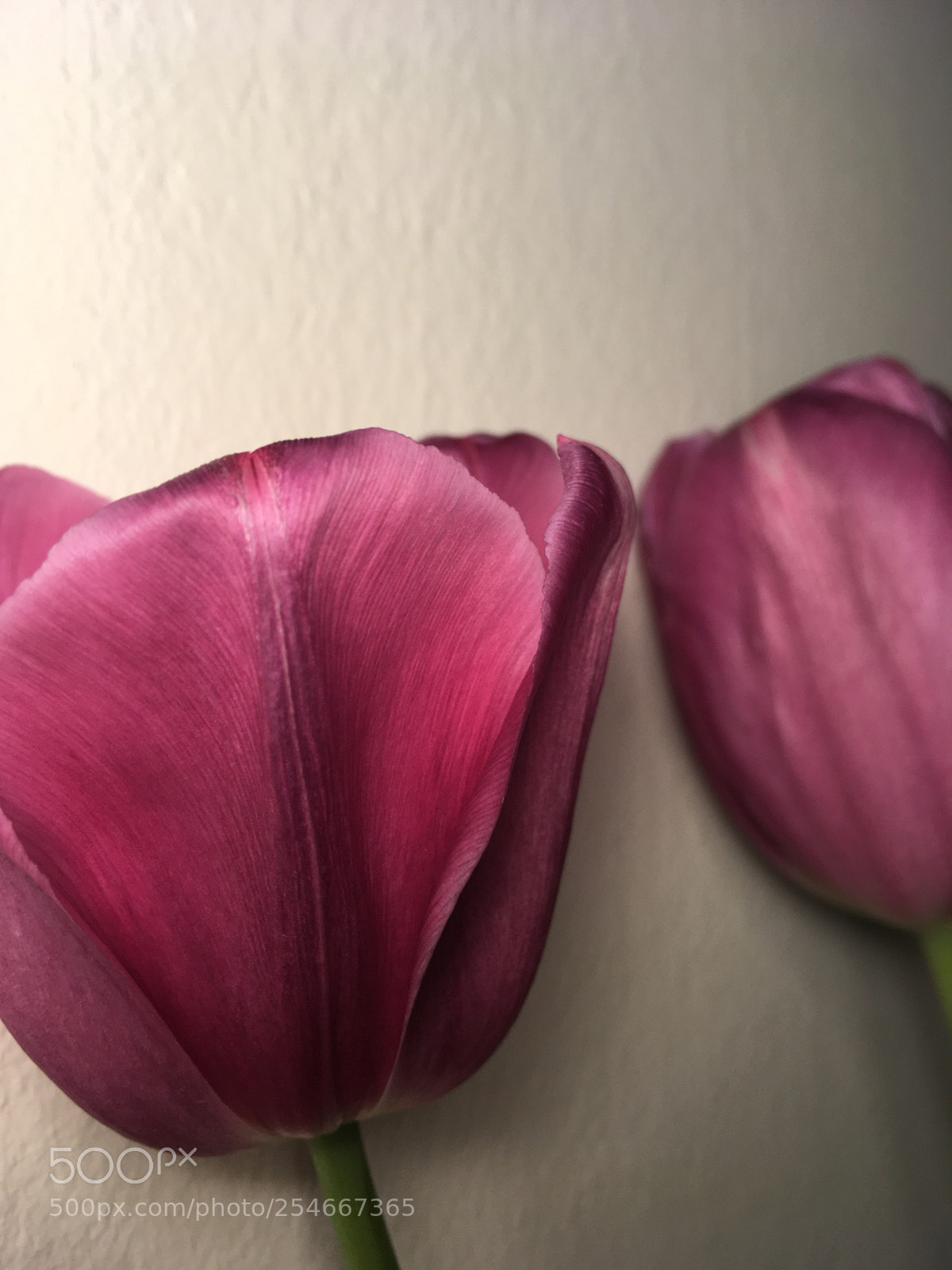 Apple iPhone SE sample photo. Tulip photography