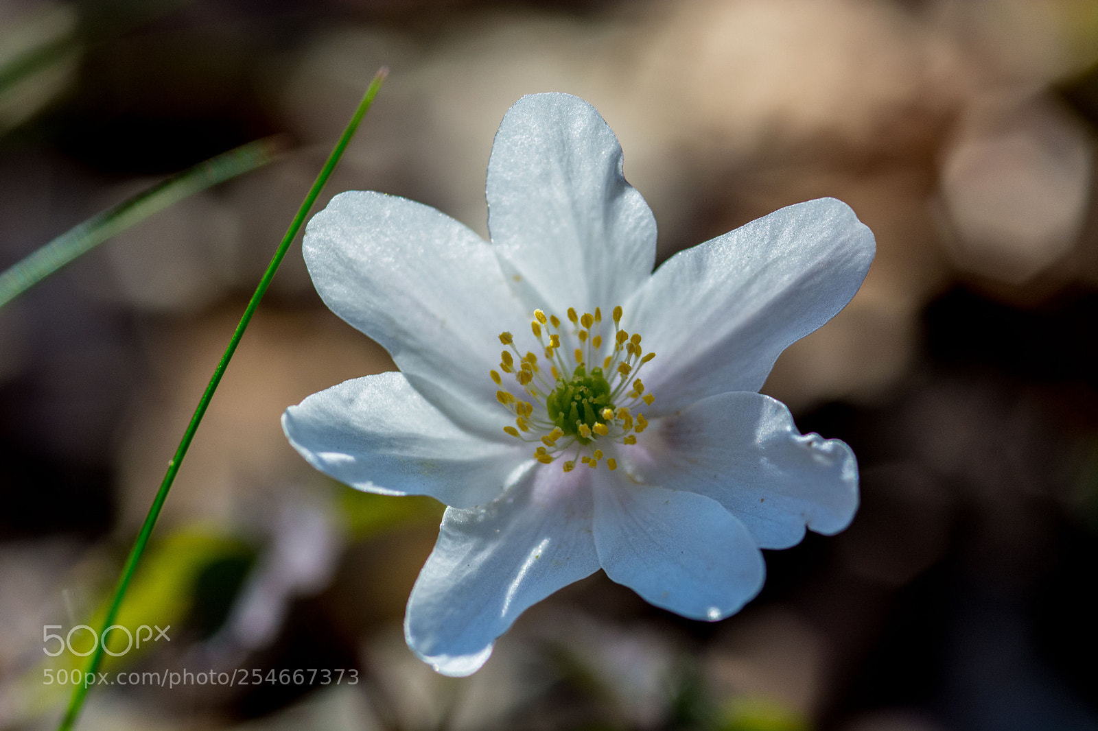 Nikon D5200 sample photo. White anemone nemorosa photography