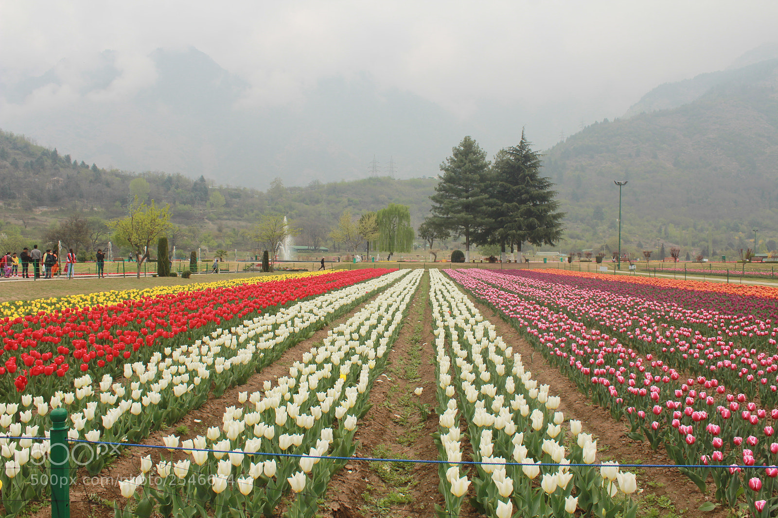 Canon EOS 1200D (EOS Rebel T5 / EOS Kiss X70 / EOS Hi) sample photo. Tulip beds photography