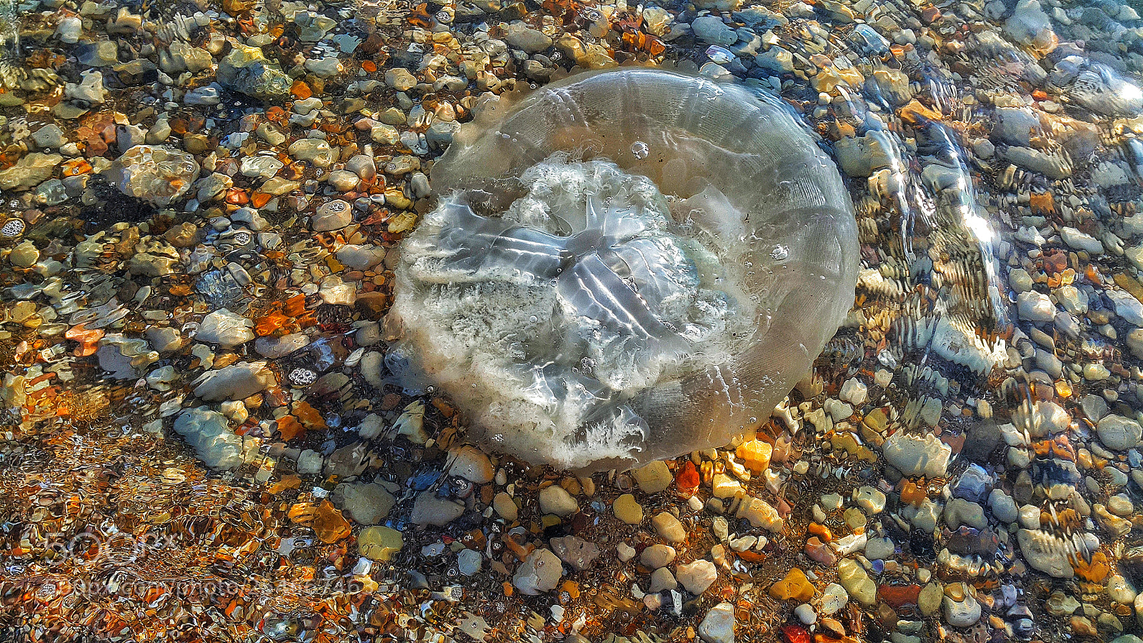 Samsung Galaxy Note4 sample photo. Jellyfish photography
