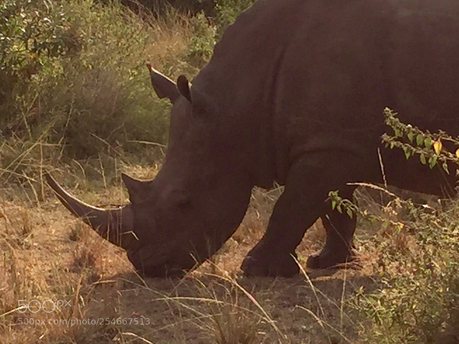Apple iPhone 6 sample photo. Rhinoceros at maasai mara  photography