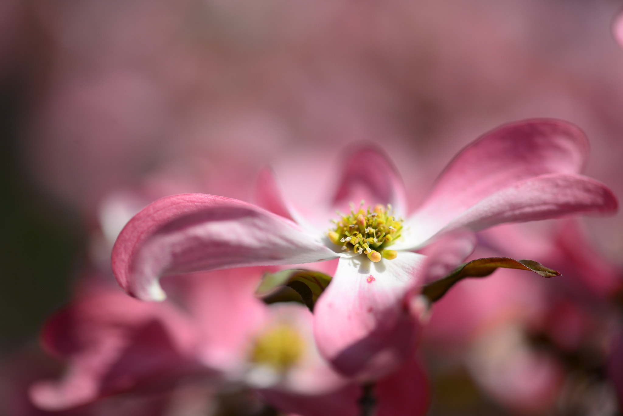 ZEISS Makro-Planar T* 100mm F2 sample photo. Dsc photography