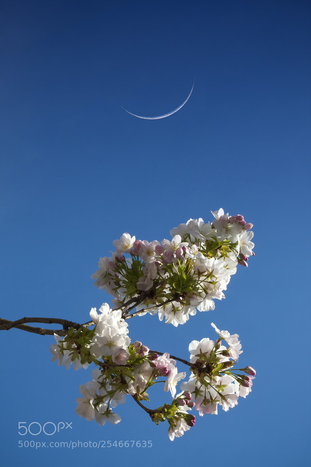 Canon EOS 450D (EOS Rebel XSi / EOS Kiss X2) sample photo. Under the cherry moon photography