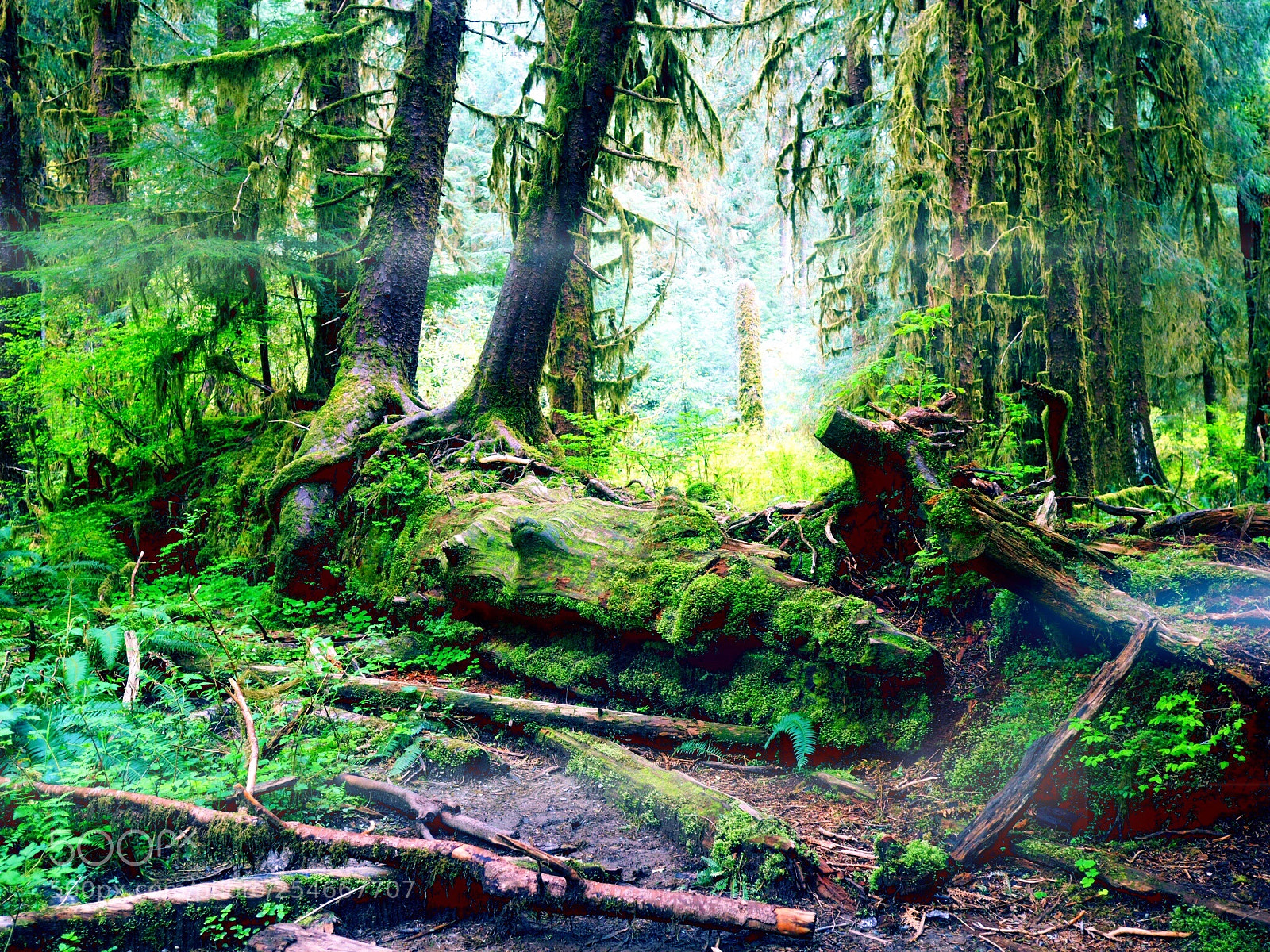 Olympus OM-D E-M10 sample photo. Hoh national rainforest  photography