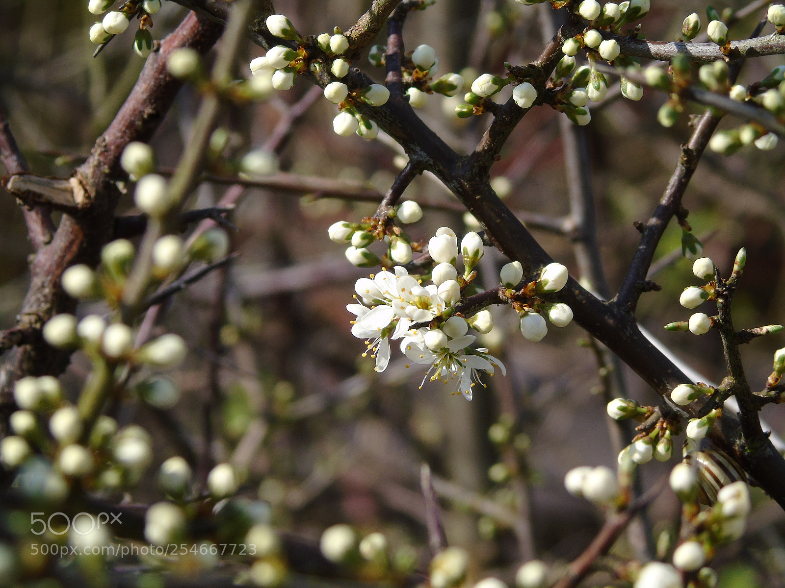 Sony Cyber-shot DSC-H400 sample photo. White blossom in the photography