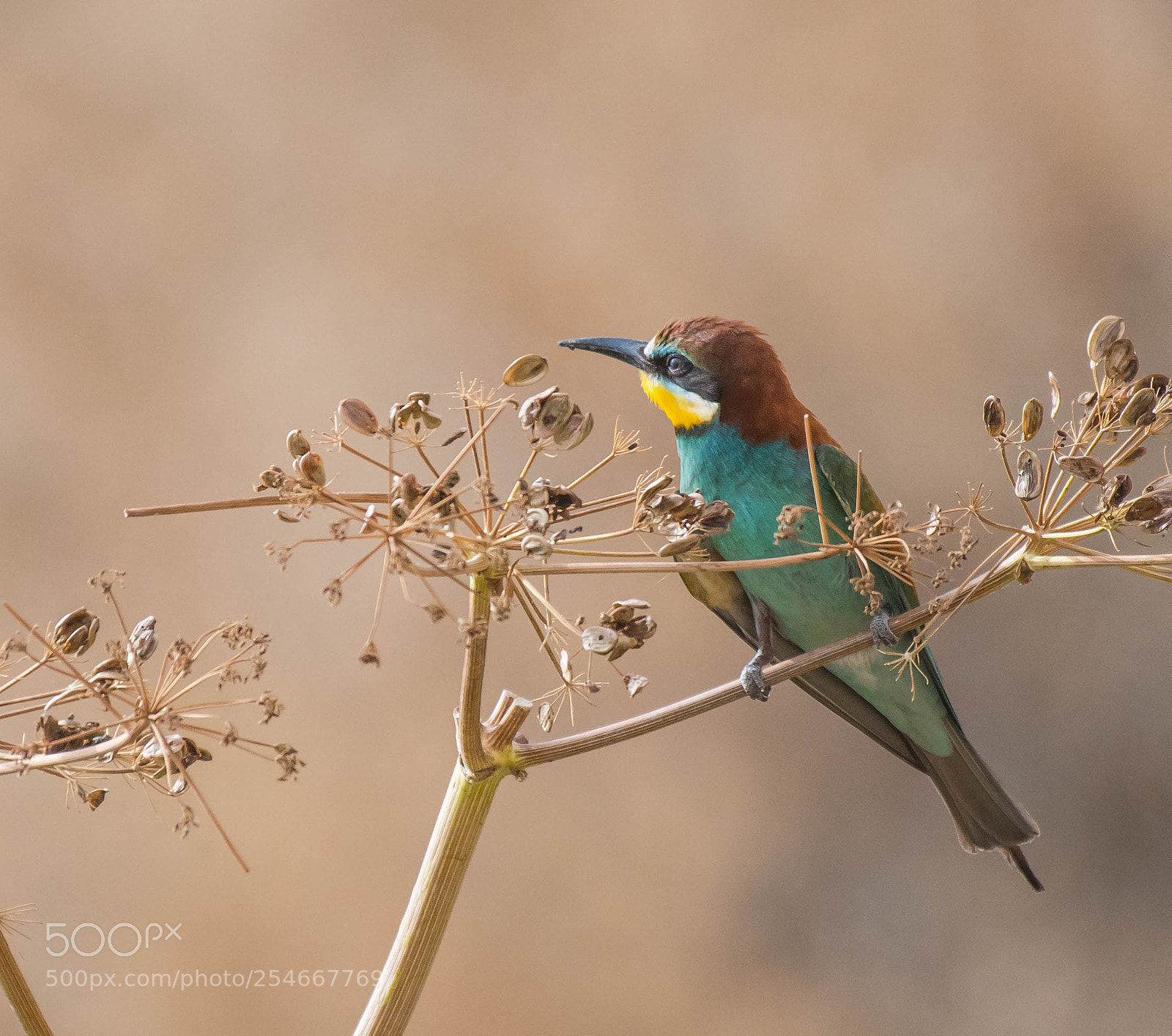 Nikon D850 sample photo. Bee eater photography