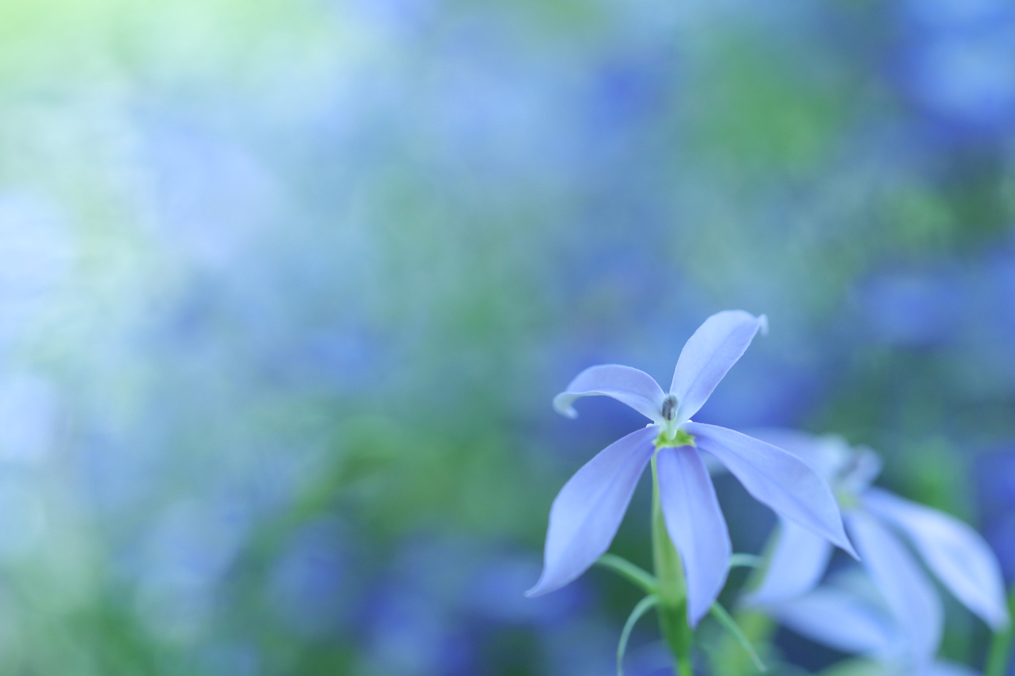 Canon EF 100mm F2.8L Macro IS USM sample photo. Img photography