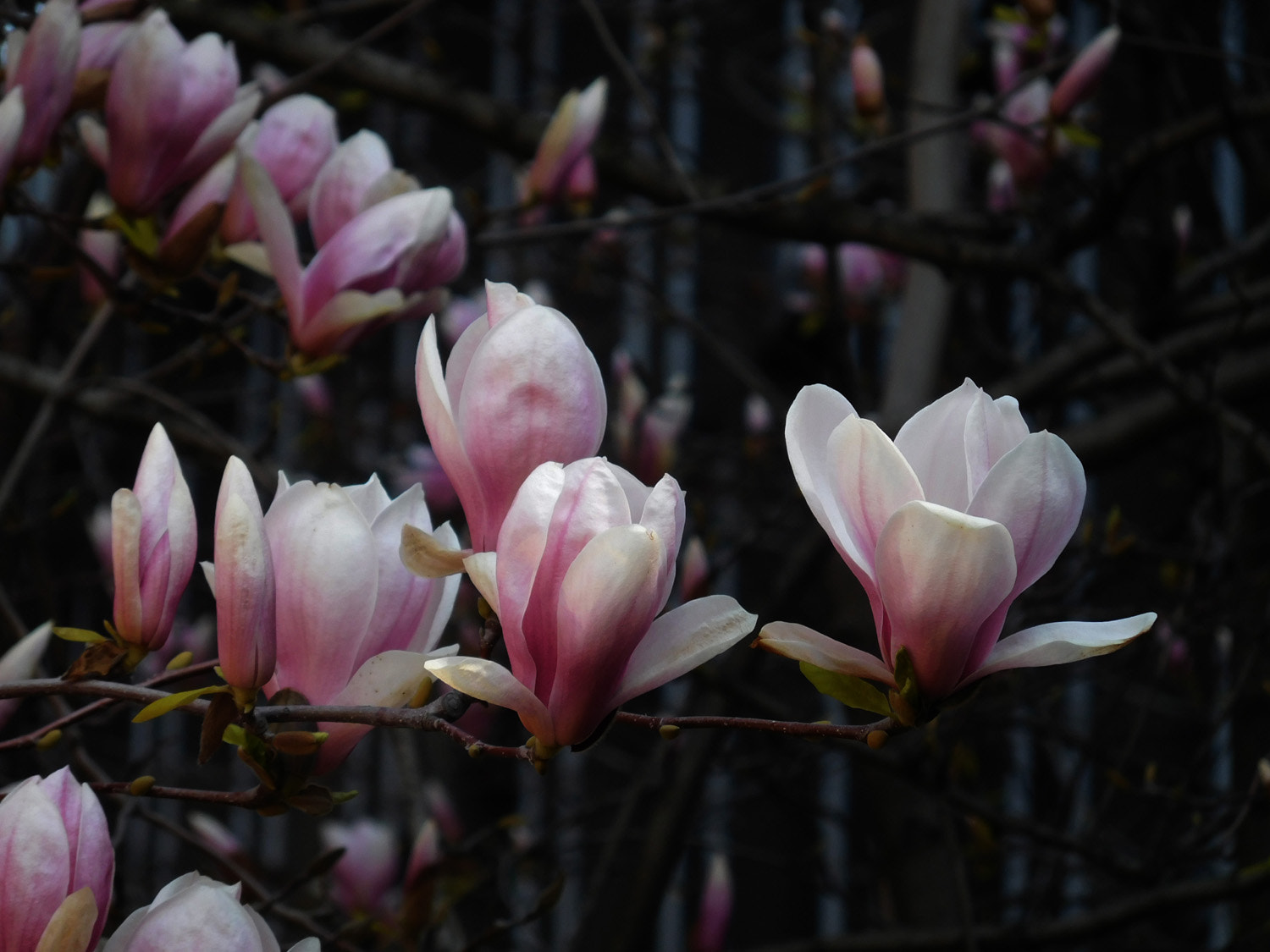 Nikon Coolpix S7000 sample photo. Magnolia soulangeana photography