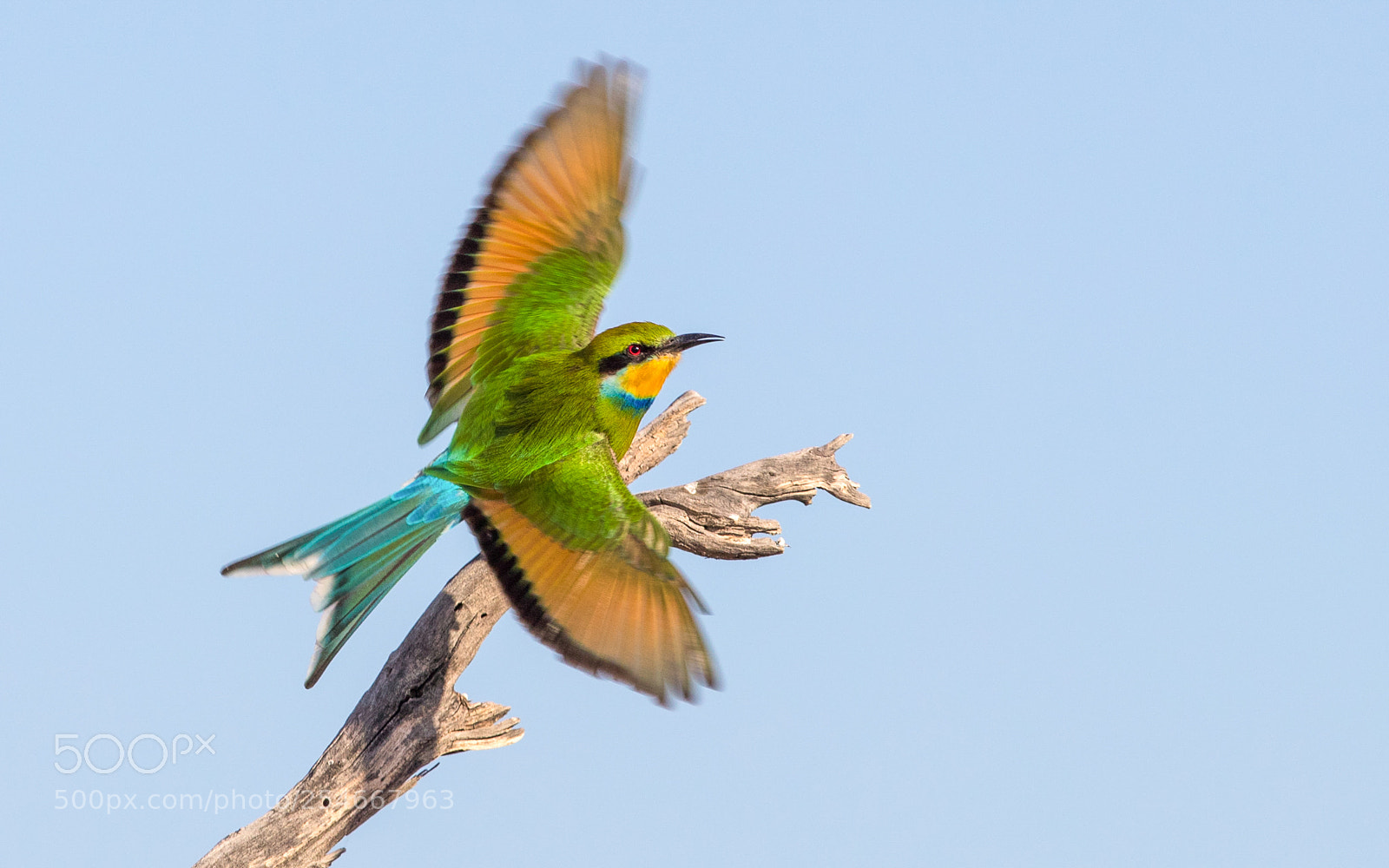 Canon EOS-1D X Mark II sample photo. Kgalagadi swallow-tailed bee-eater photography