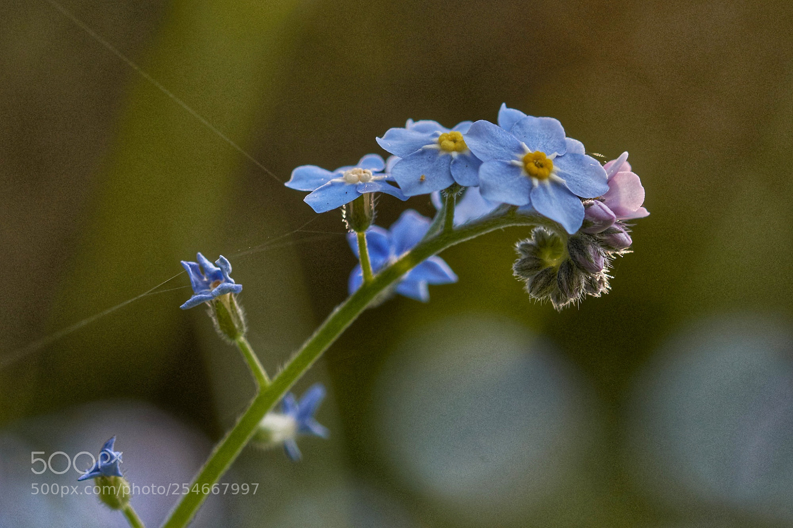 Nikon D7200 sample photo. Forget me not photography