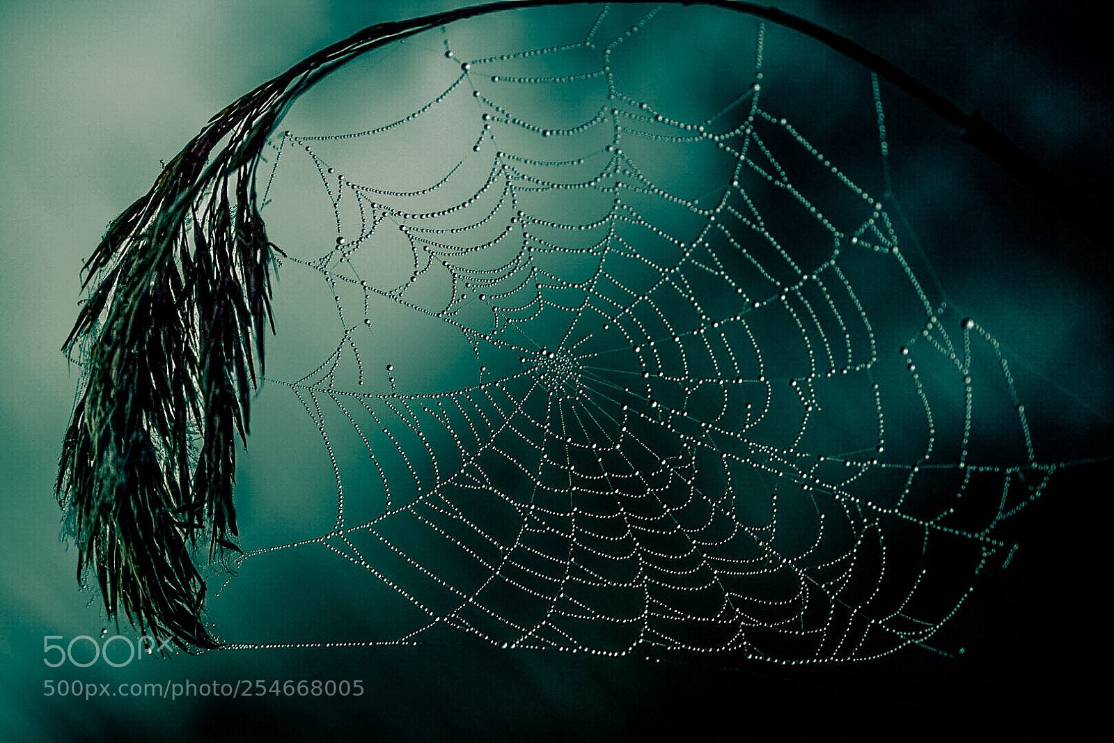 Nikon D5300 sample photo. Drops on a spiderweb photography
