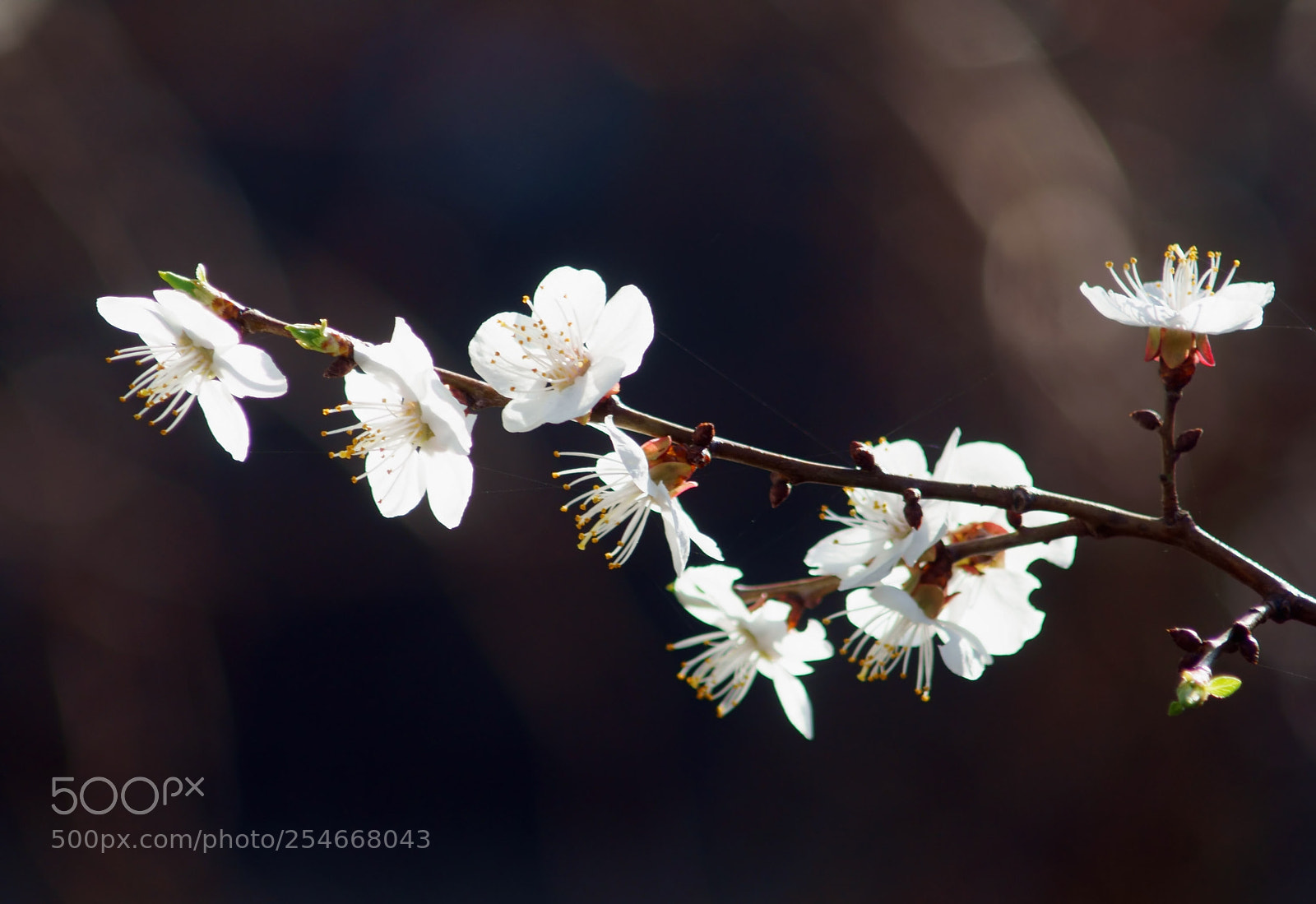 Sony SLT-A58 sample photo. When spring comes photography