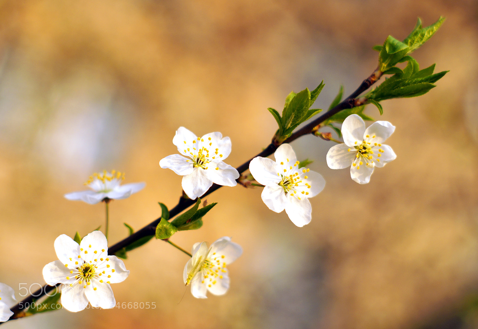 Sony SLT-A58 sample photo. When spring comes photography