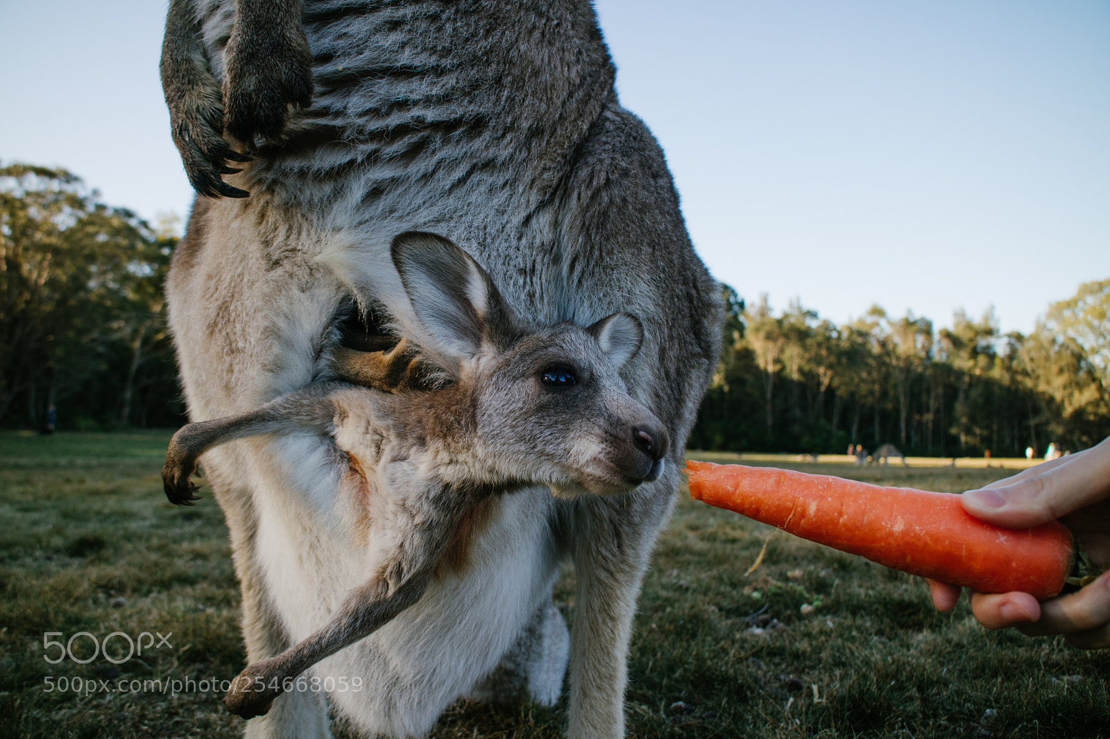 Canon EOS M3 sample photo. Look, carrot! photography