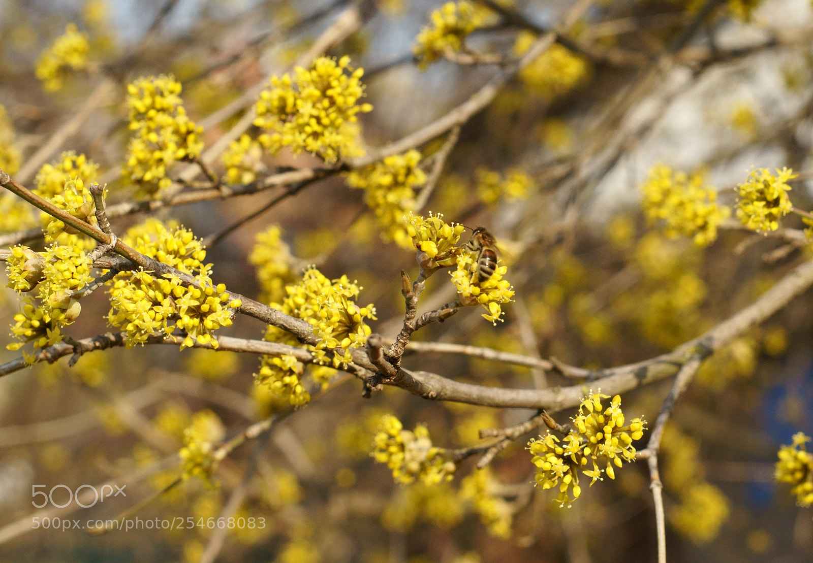 Sony SLT-A58 sample photo. When spring comes photography