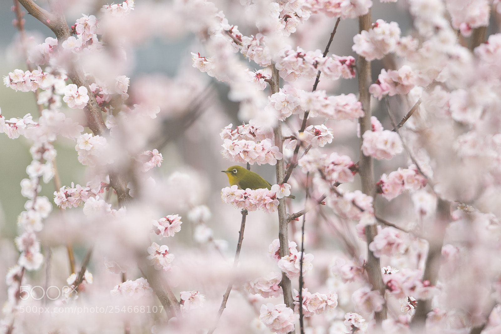 Sony a7R III sample photo. Little green bird mejiro photography