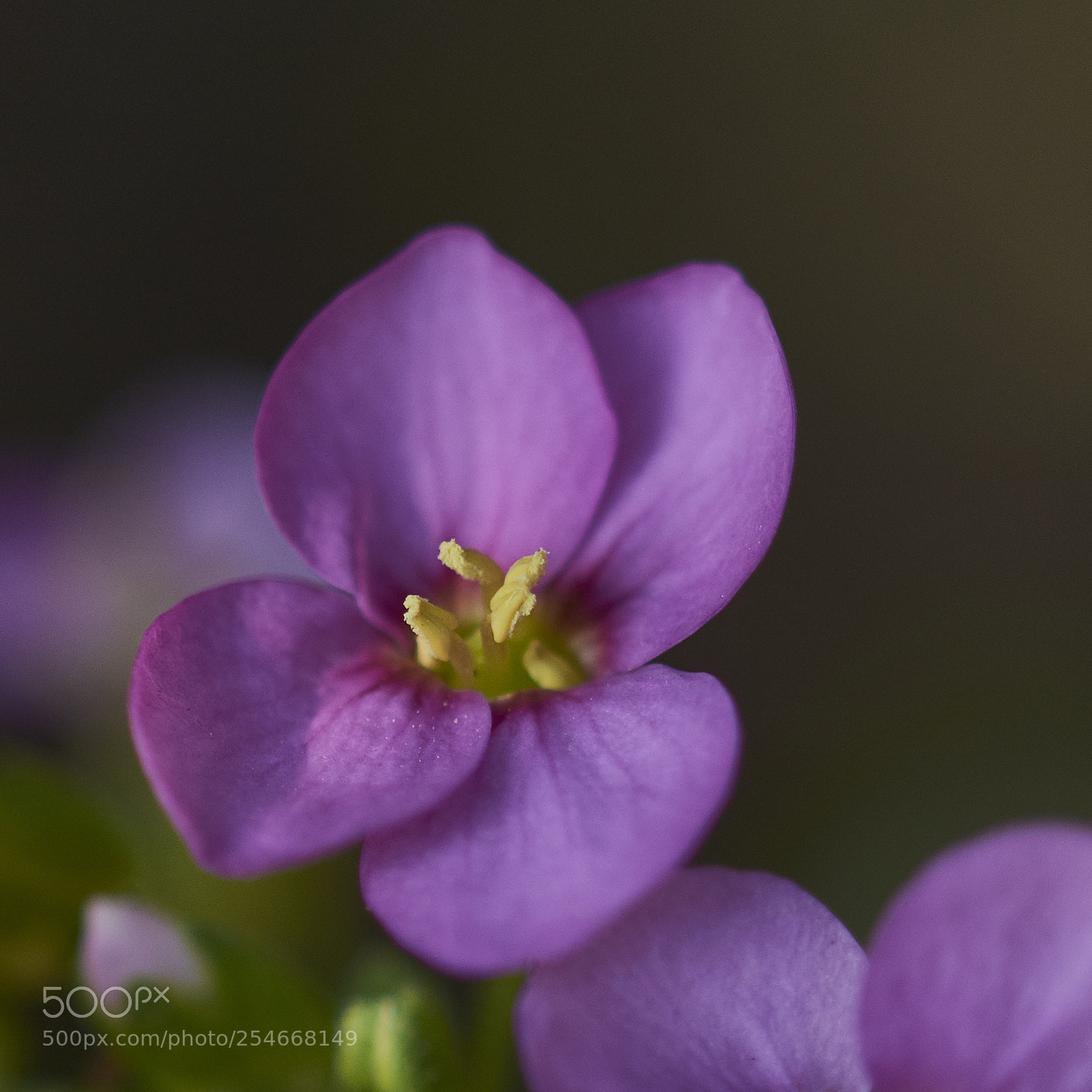 Nikon D7200 sample photo. Pink photography
