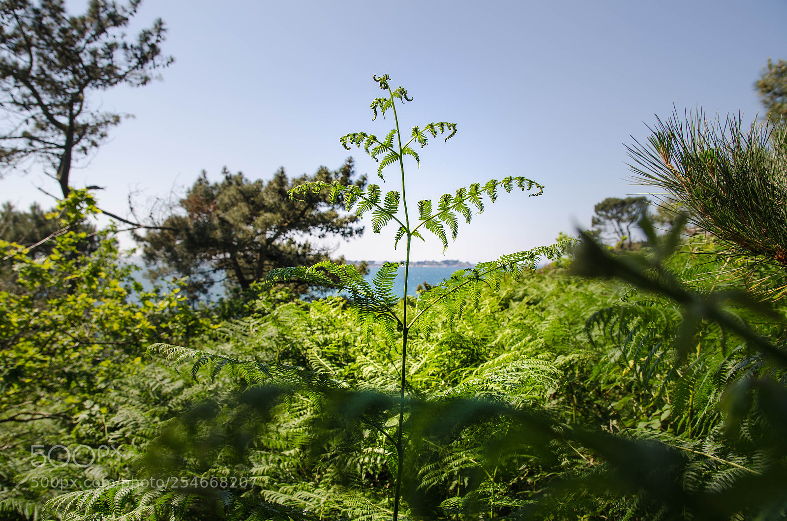 Nikon D7000 sample photo. Baby tree photography