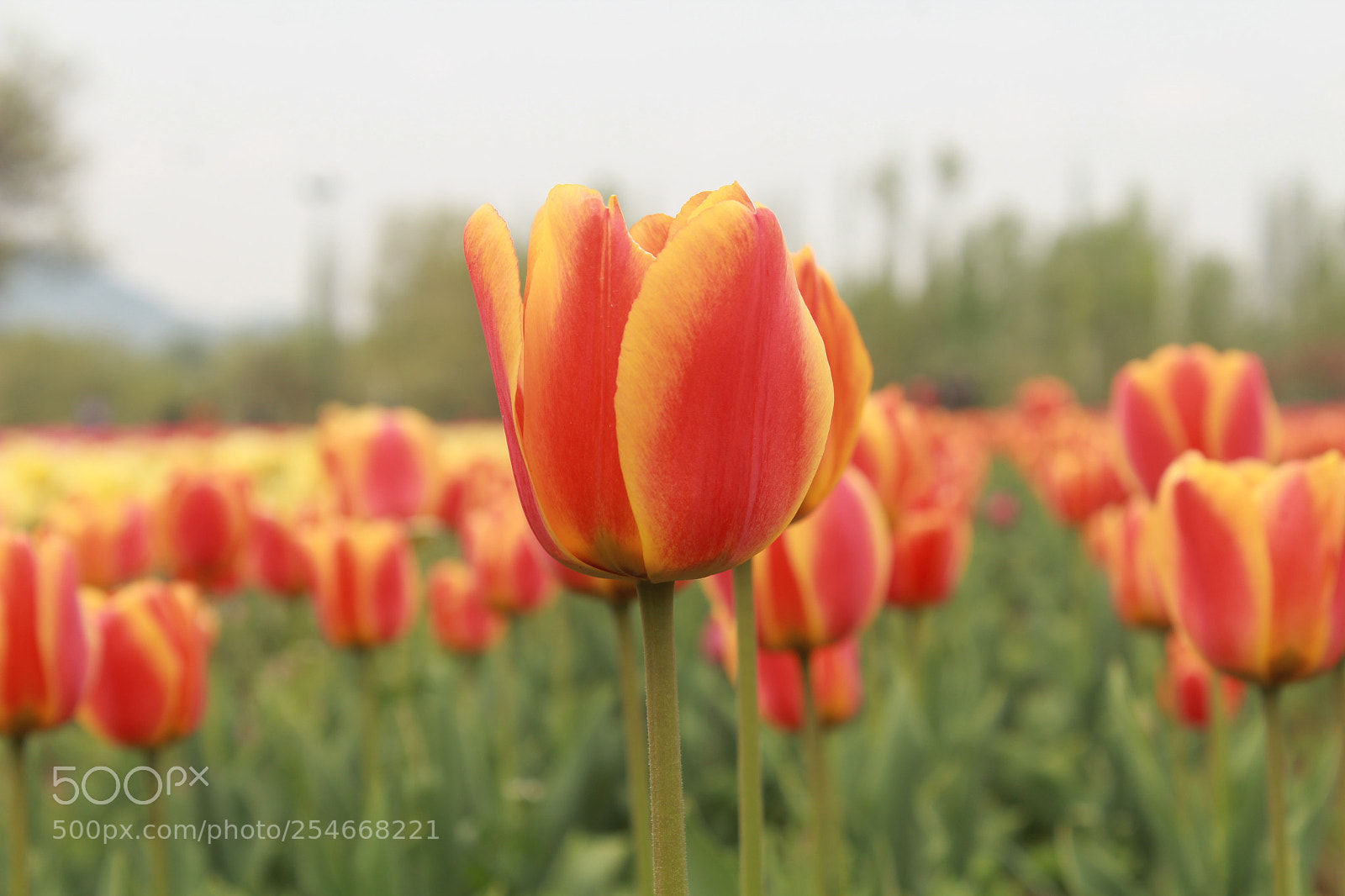 Canon EOS 1200D (EOS Rebel T5 / EOS Kiss X70 / EOS Hi) sample photo. Tulip beds photography