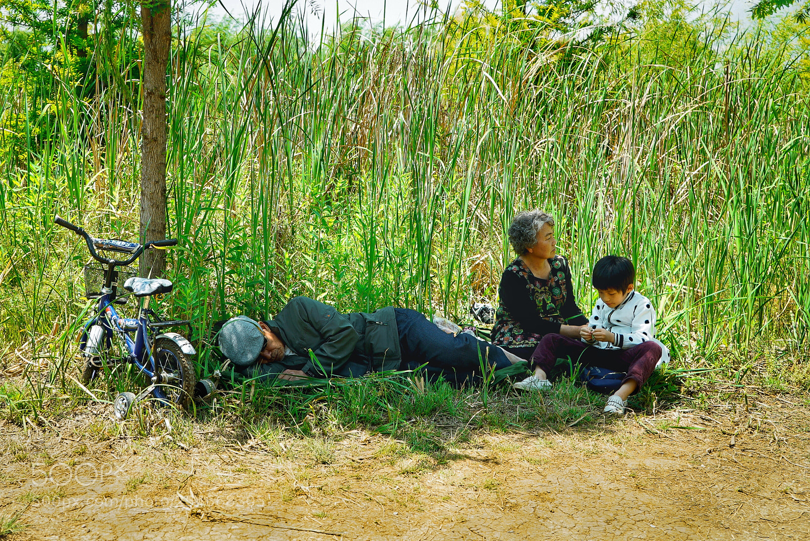 Sony a7S II sample photo. 大树底下能乘凉 photography