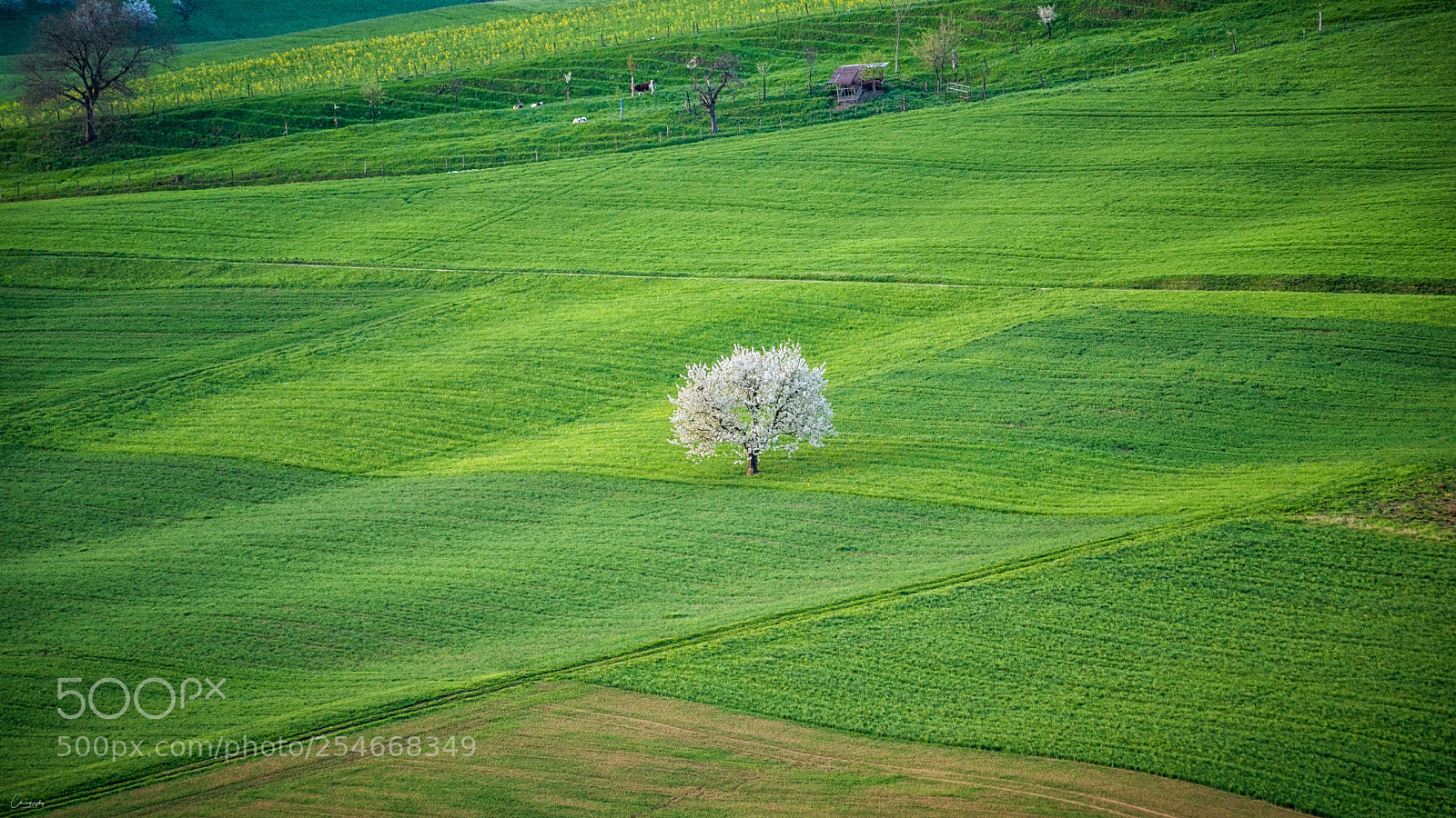 Nikon D7100 sample photo. White blossom photography