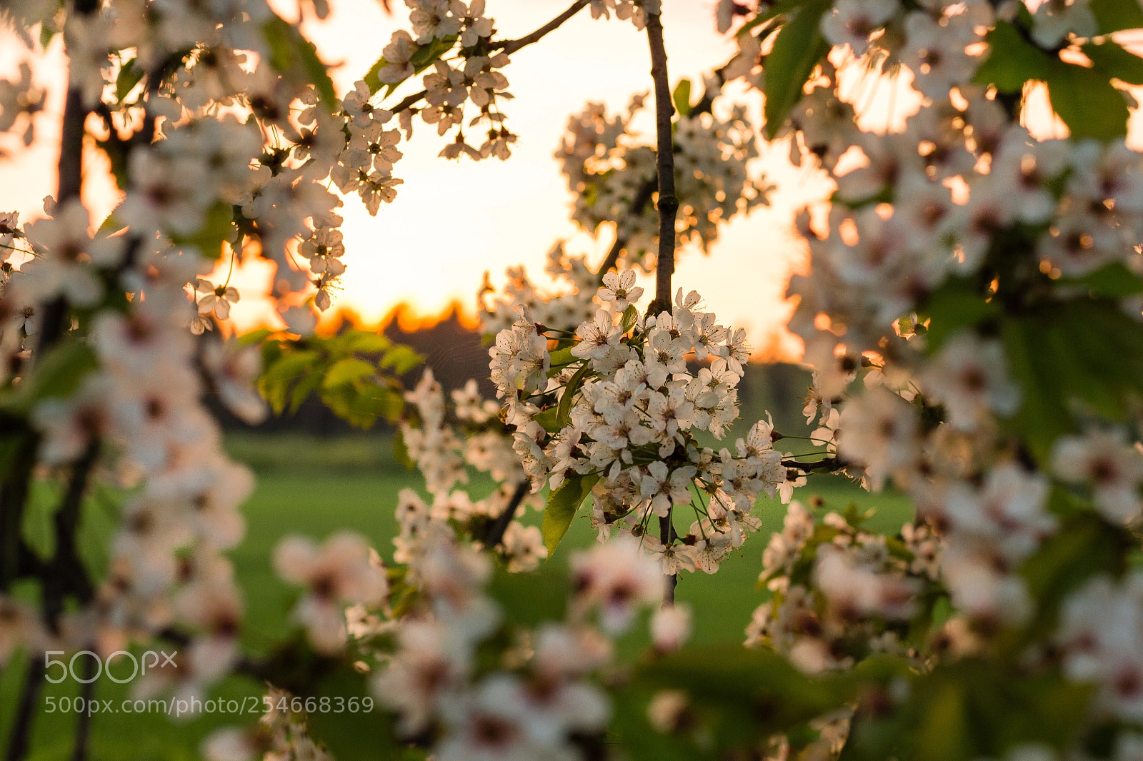Canon EOS 700D (EOS Rebel T5i / EOS Kiss X7i) sample photo. Cherry blossom at the photography