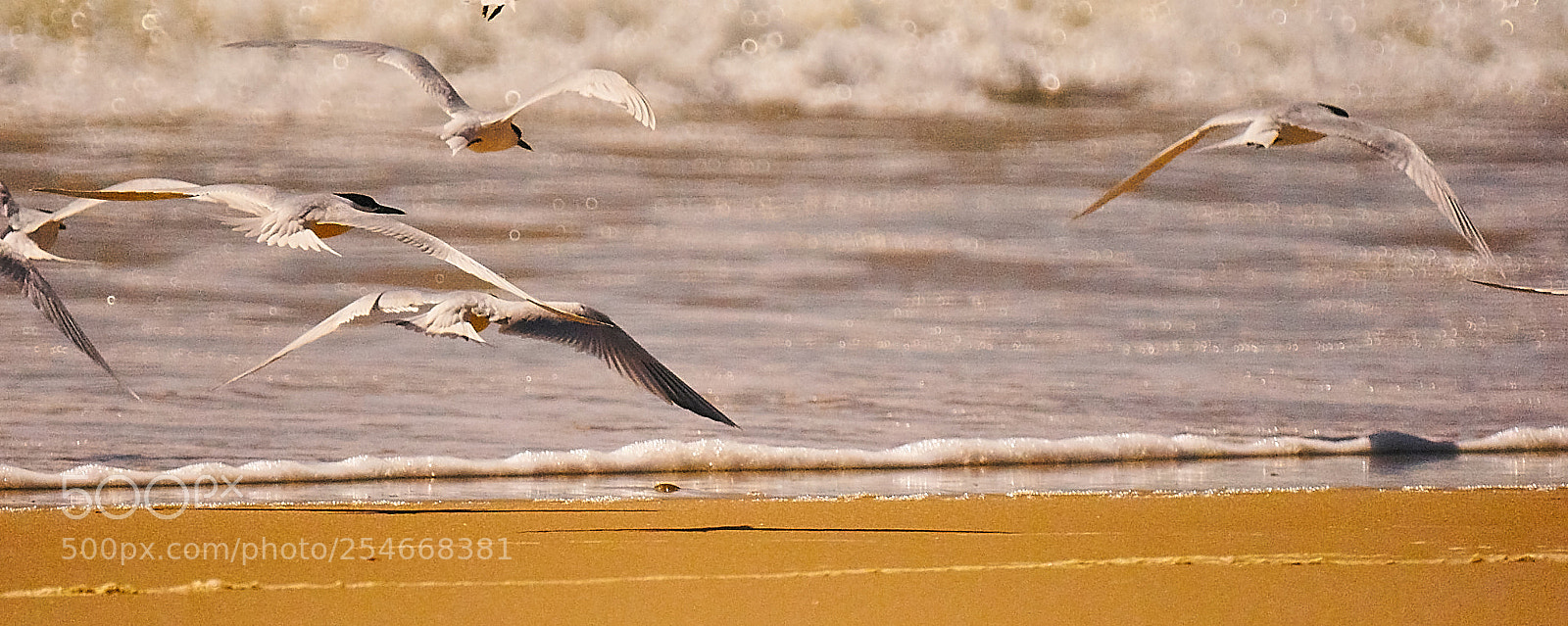Sony Alpha DSLR-A700 sample photo. Charranes photography