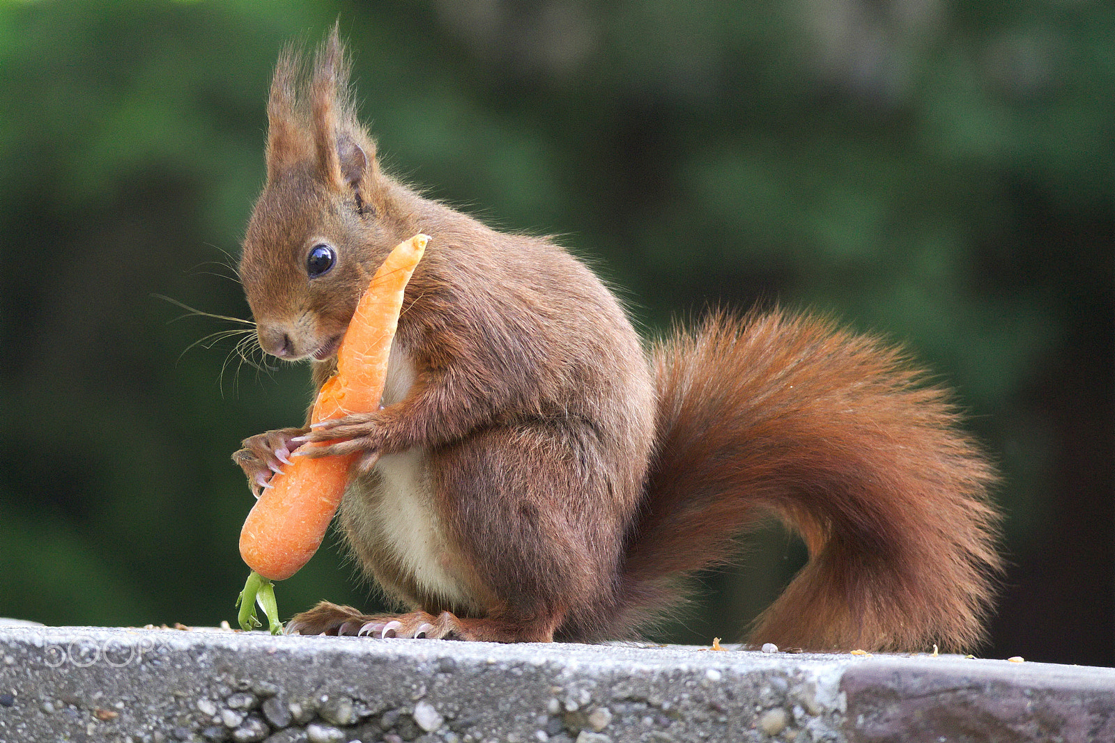 Canon EOS M10 + Canon EF-M 55-200mm F4.5-6.3 IS STM sample photo. Wild squirrel handle a carrot photography