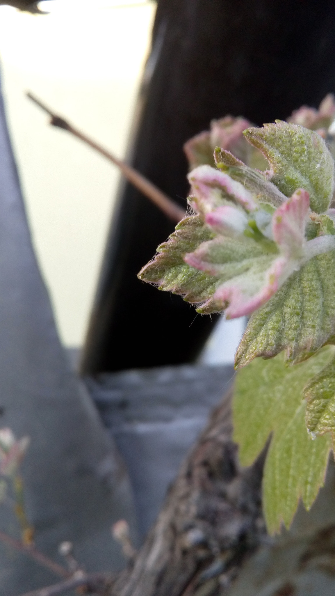 Lenovo VIBE K10 sample photo. Flower photography