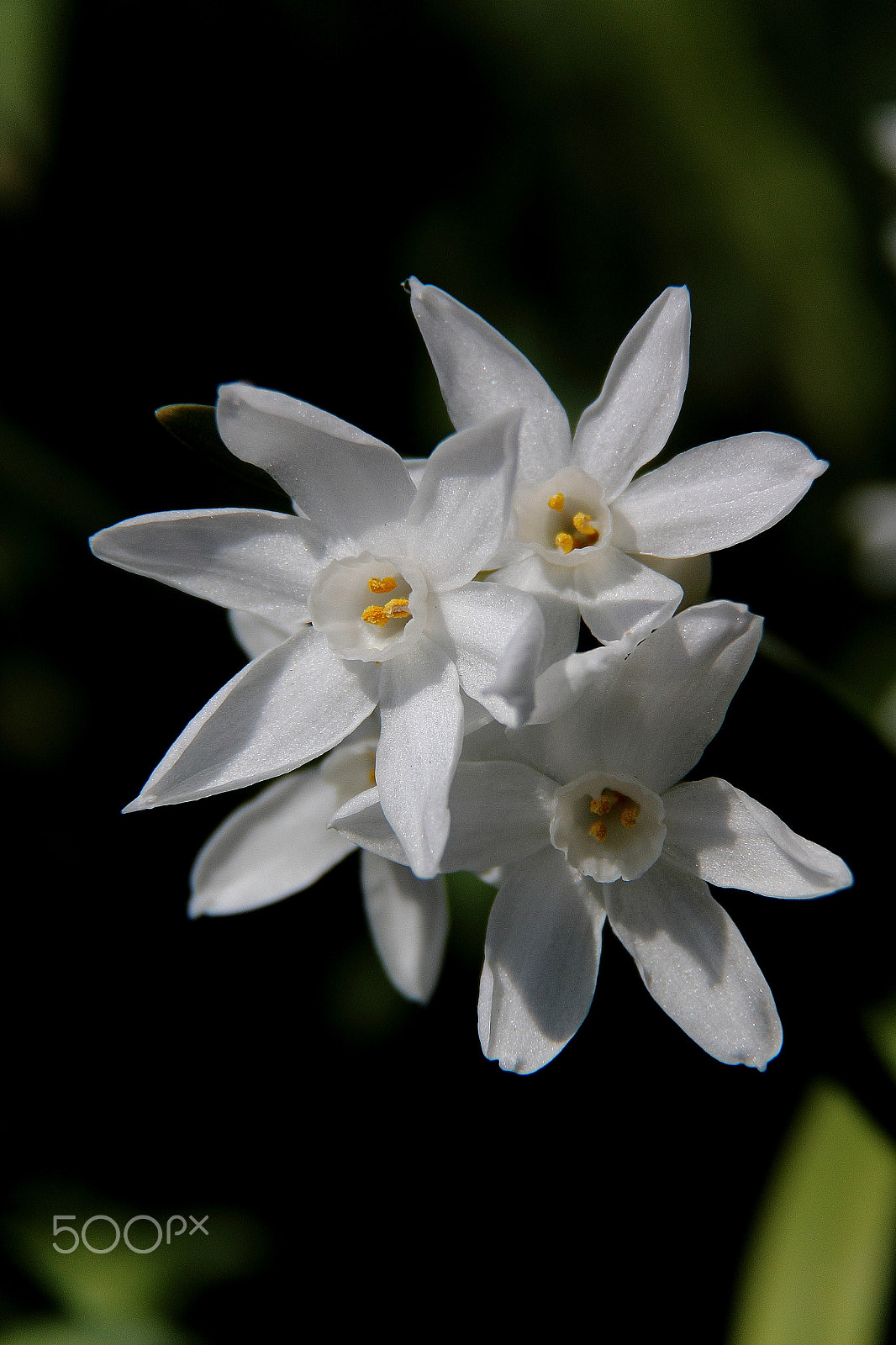 Canon EOS 600D (Rebel EOS T3i / EOS Kiss X5) sample photo. Narcissus papyraceus photography