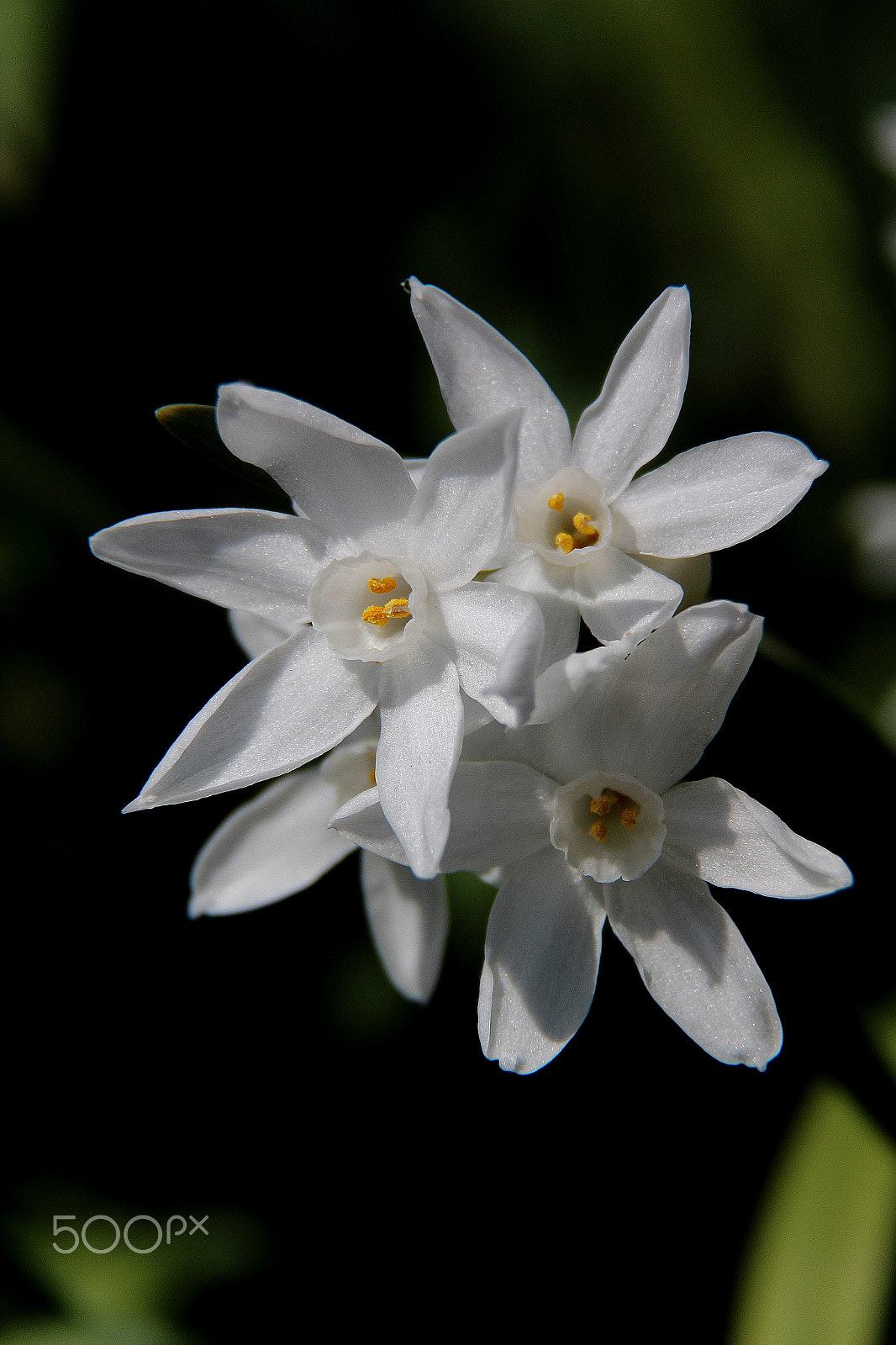 Canon EF-S 18-200mm F3.5-5.6 IS sample photo. Narcissus papyraceus photography
