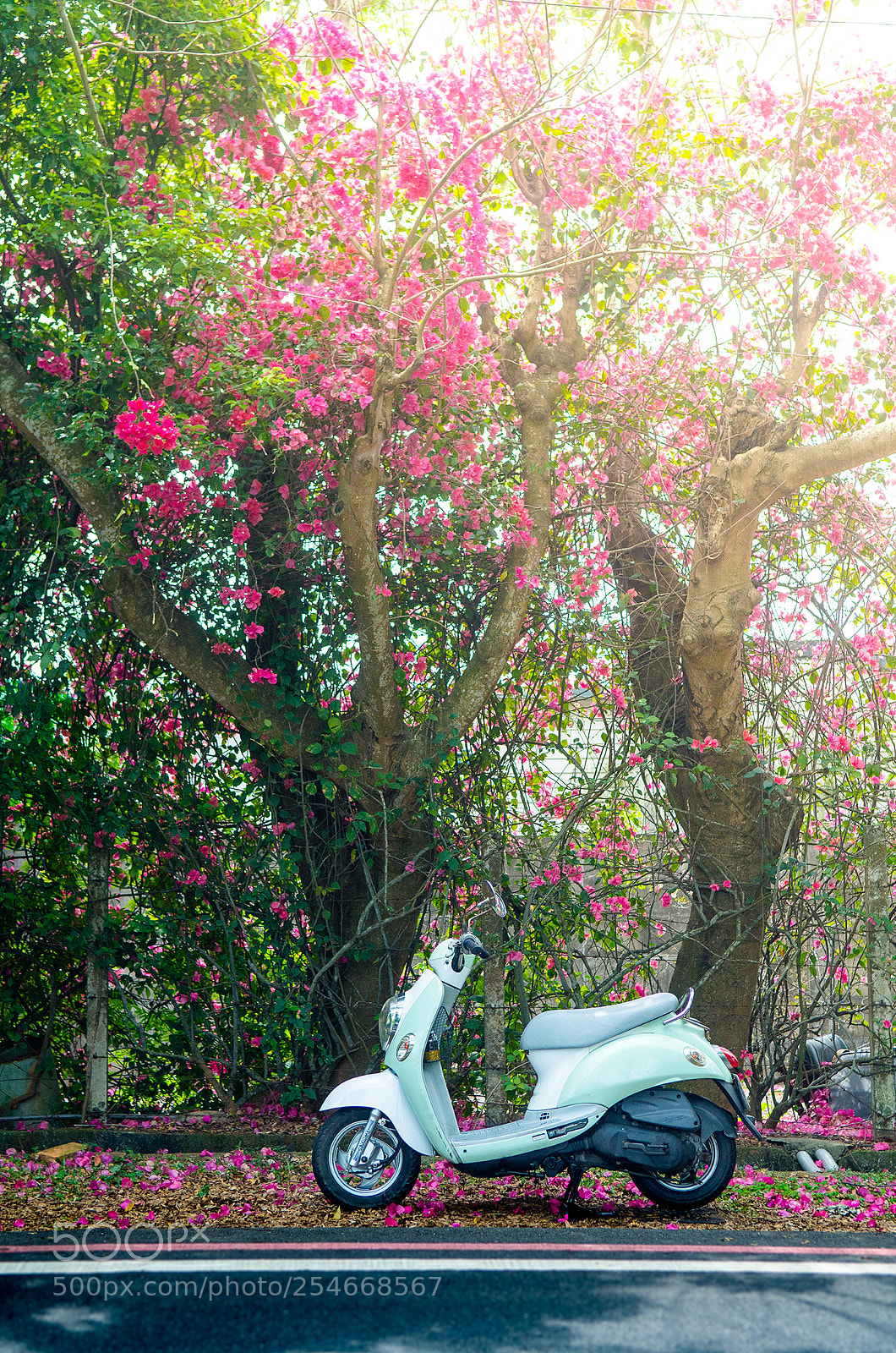 Nikon D7000 sample photo. Kymco kiwi 100 photography