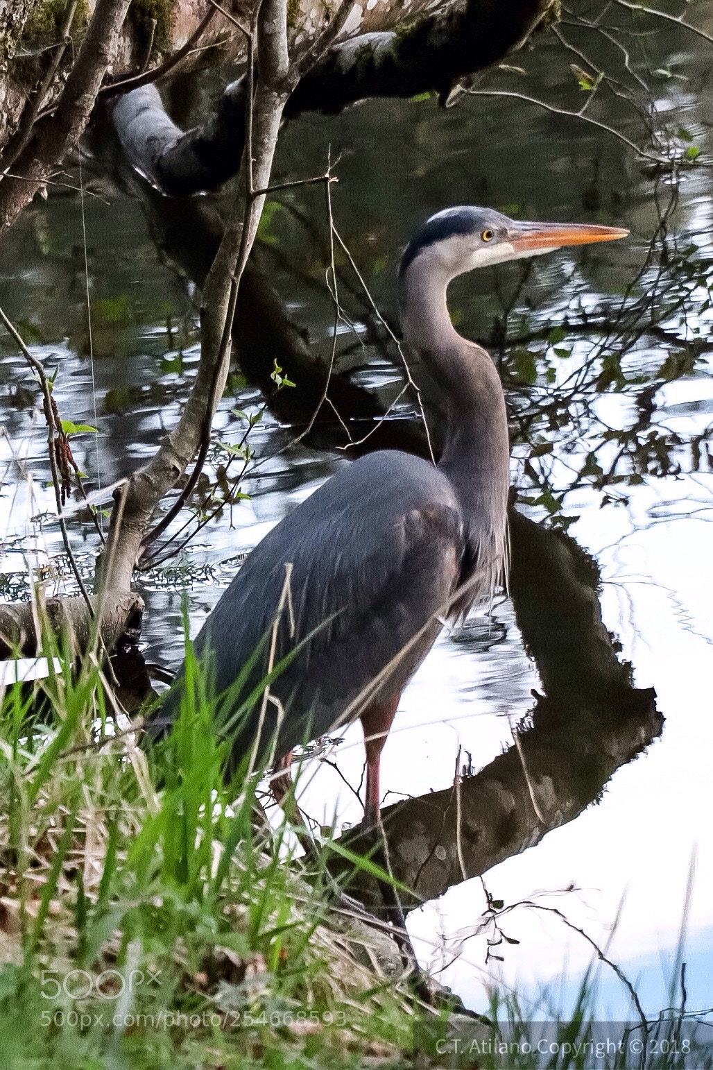 Canon EOS 200D (EOS Rebel SL2 / EOS Kiss X9) sample photo. Blue heron photography