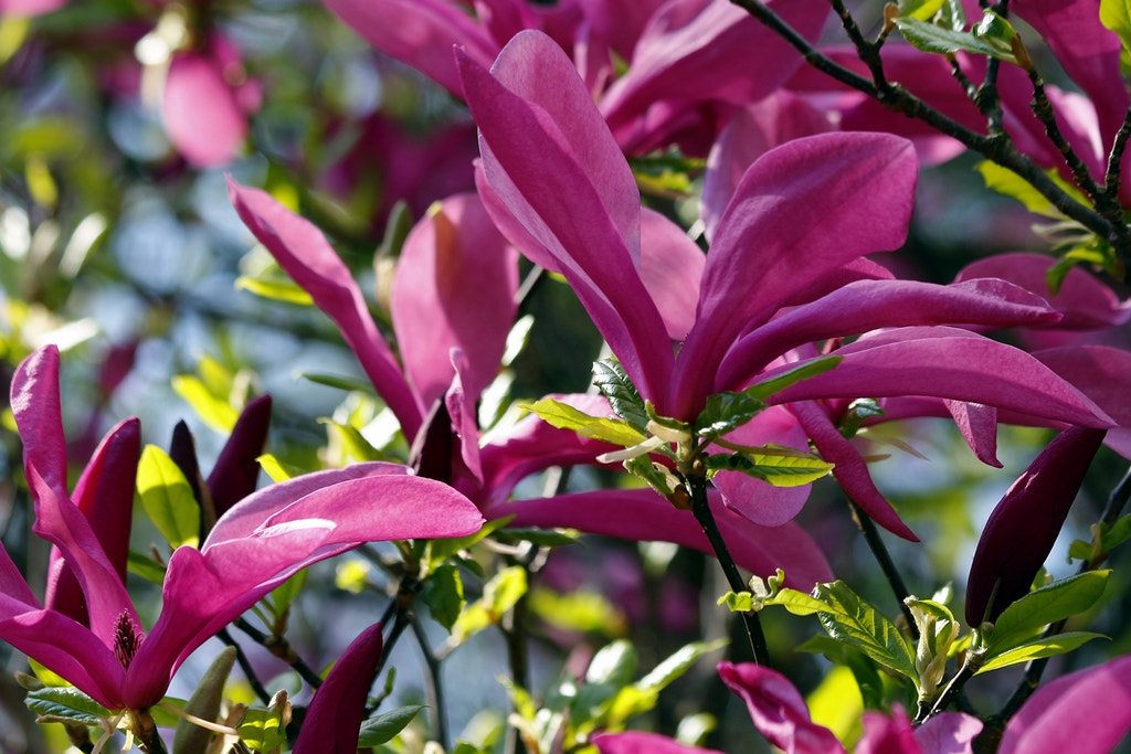 Canon EF 70-300mm F4-5.6 IS USM sample photo. Spring photography
