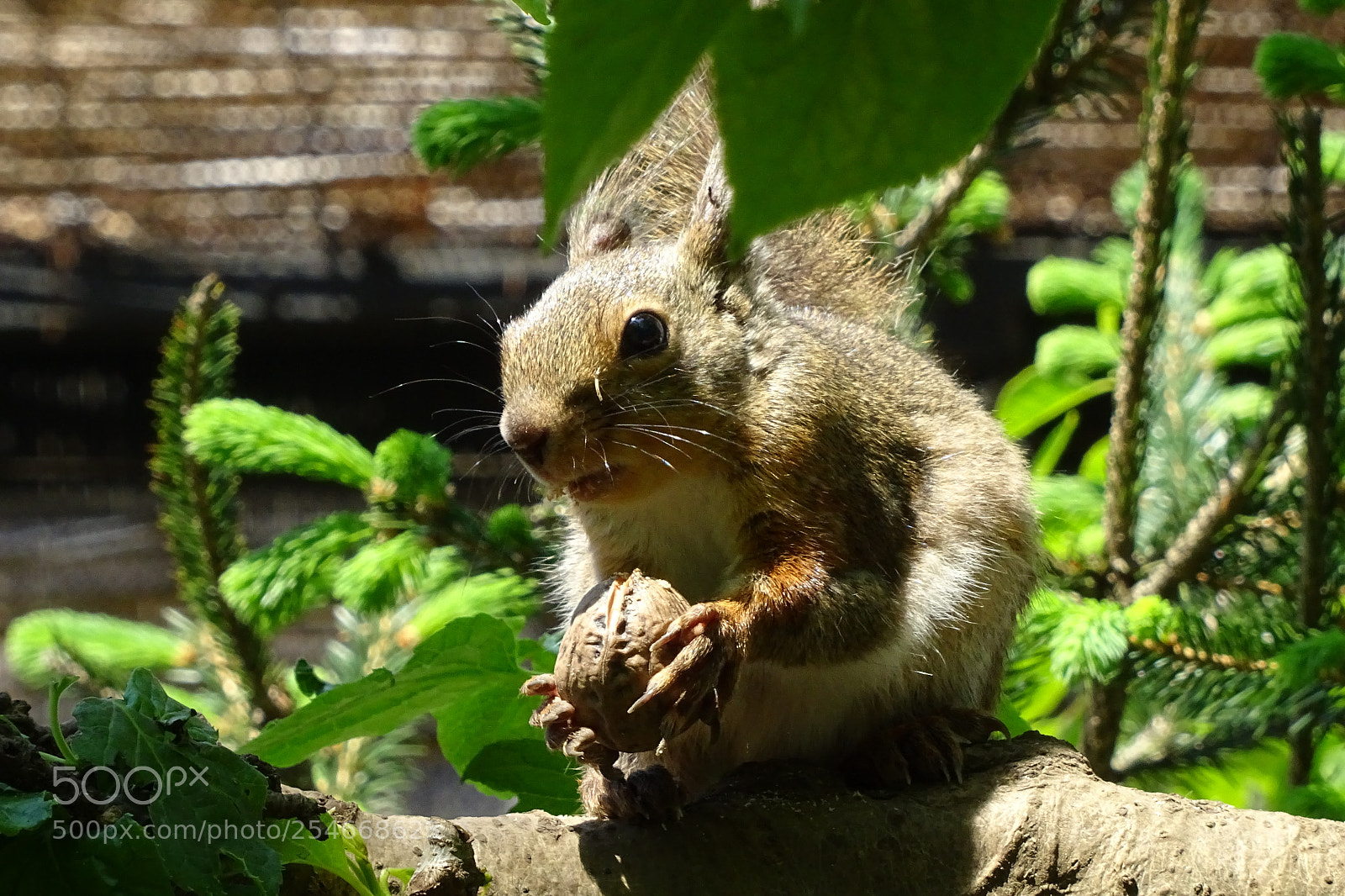 Sony DSC-HX60V sample photo. Untitled photography