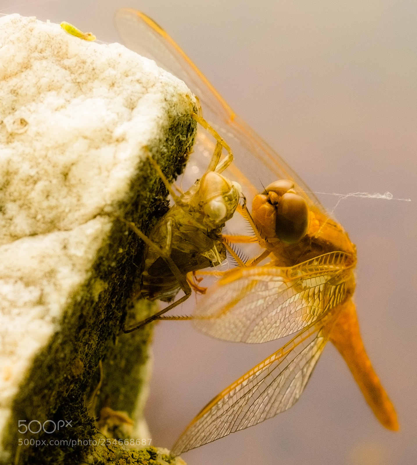 Nikon D3300 sample photo. Dragonfly photography