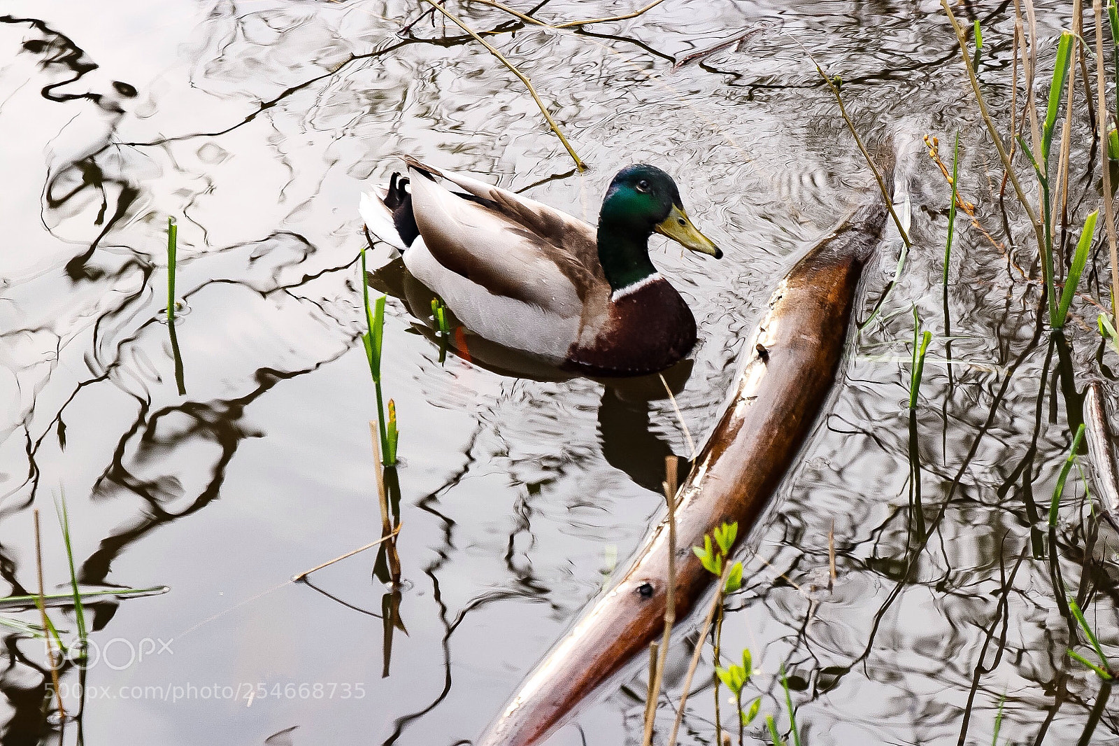 Canon EOS 200D (EOS Rebel SL2 / EOS Kiss X9) sample photo. Mallard duck photography