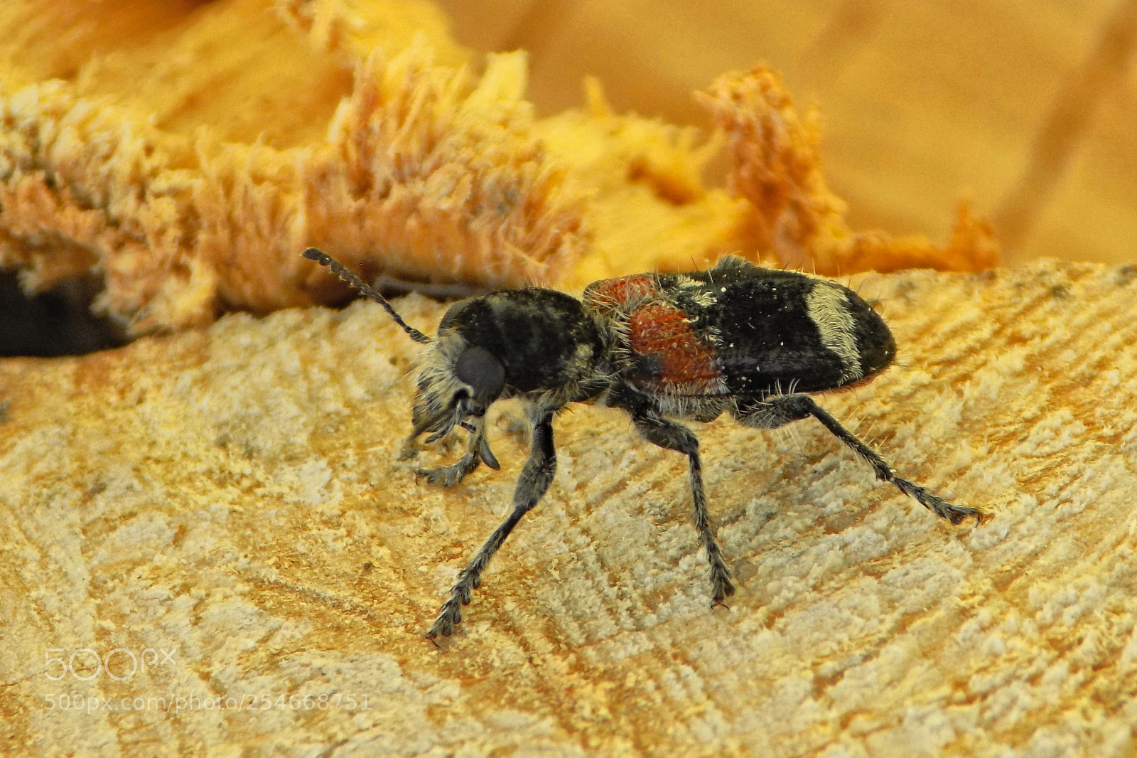 Nikon COOLPIX L330 sample photo. Insect....... photography