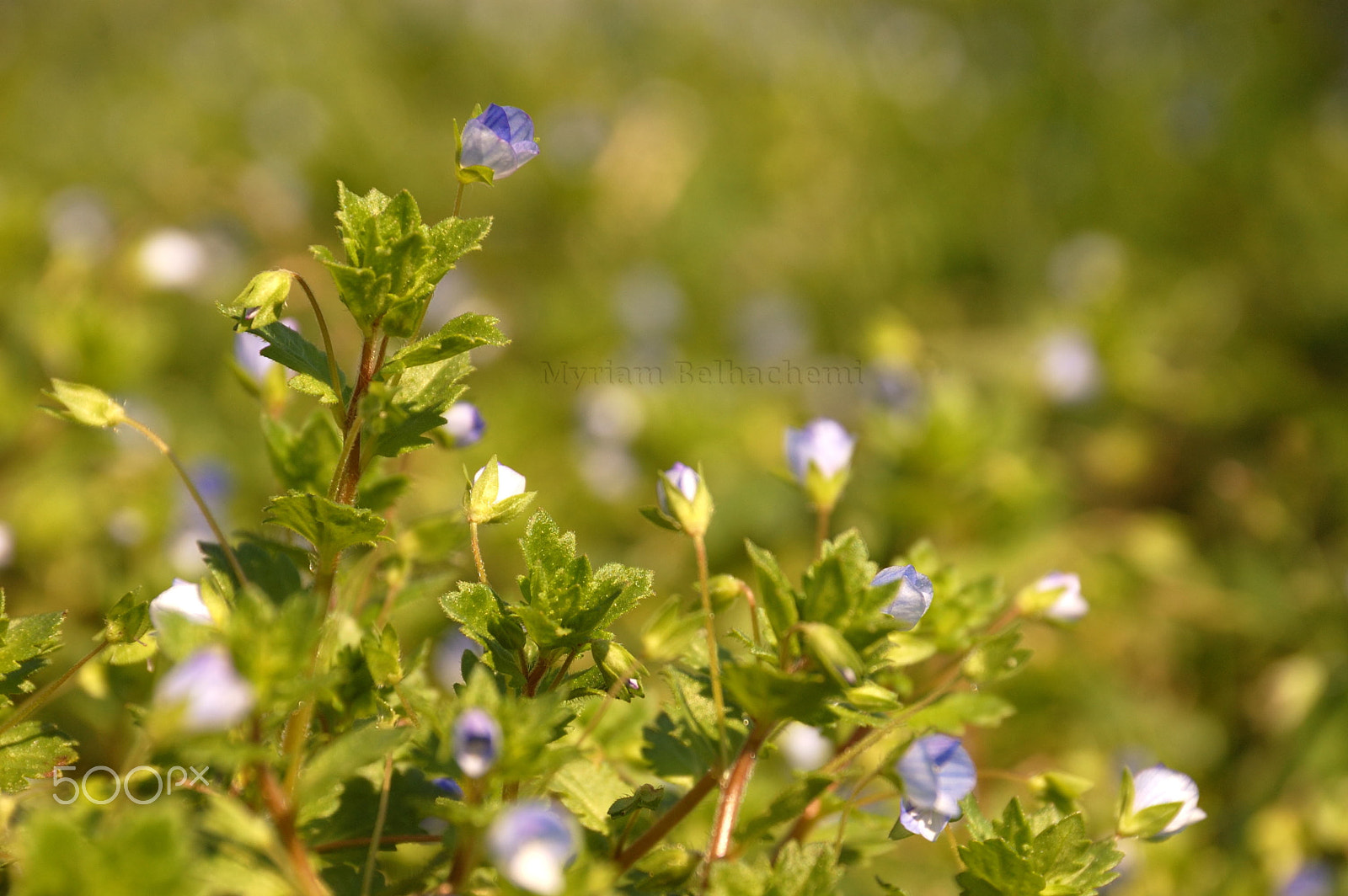 Nikon D50 sample photo. Retour du printemps photography