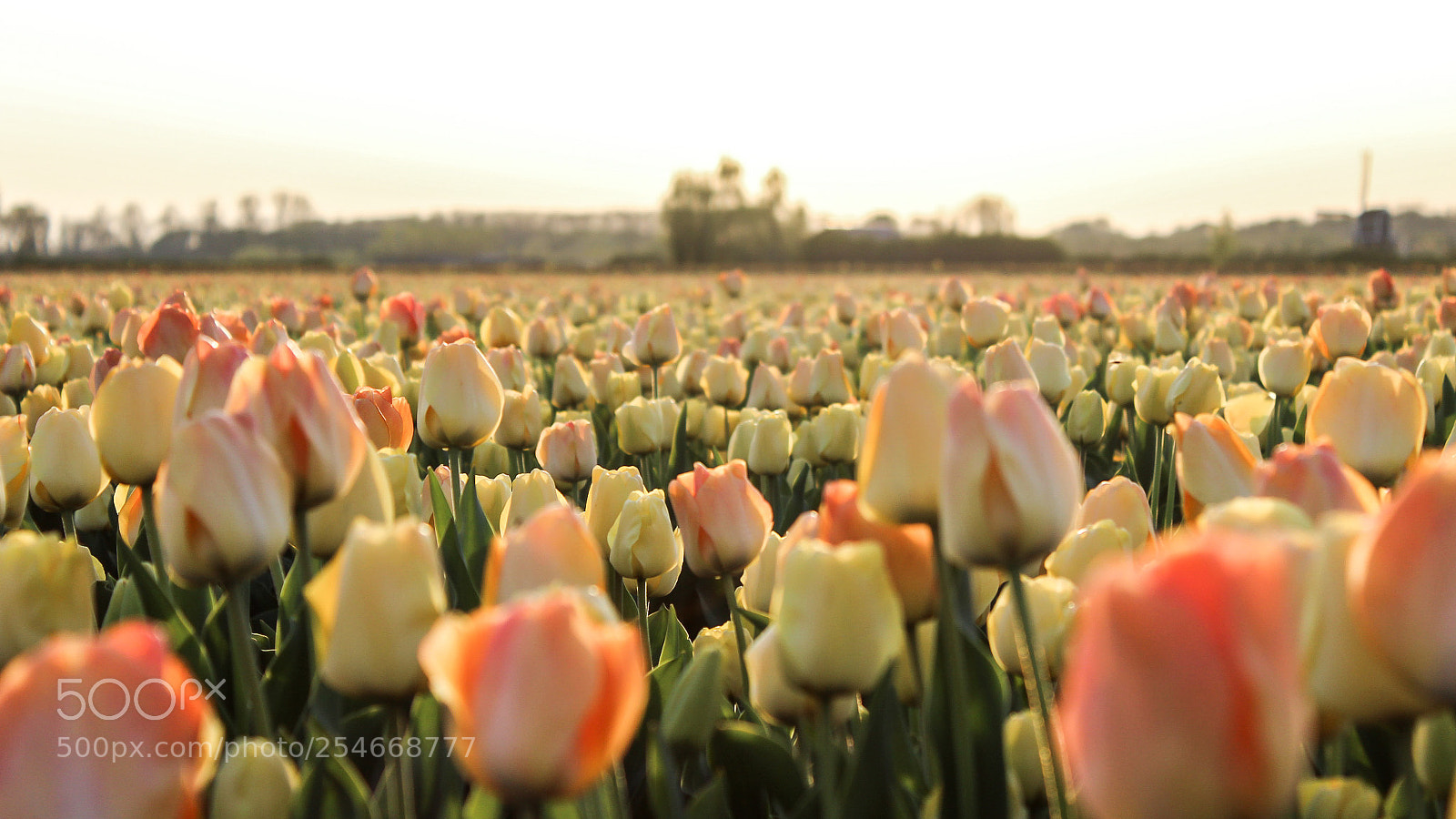 Canon EOS 1200D (EOS Rebel T5 / EOS Kiss X70 / EOS Hi) sample photo. Tulip hunting photography