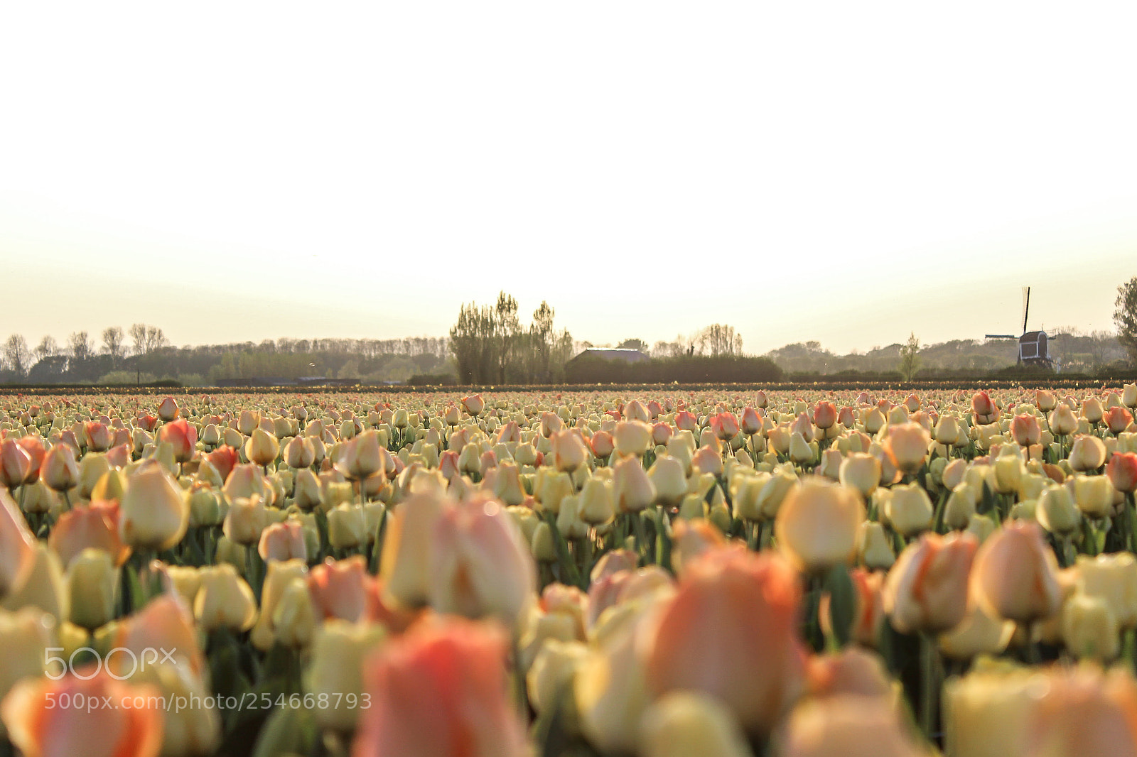 Canon EOS 1200D (EOS Rebel T5 / EOS Kiss X70 / EOS Hi) sample photo. Tulip hunting photography