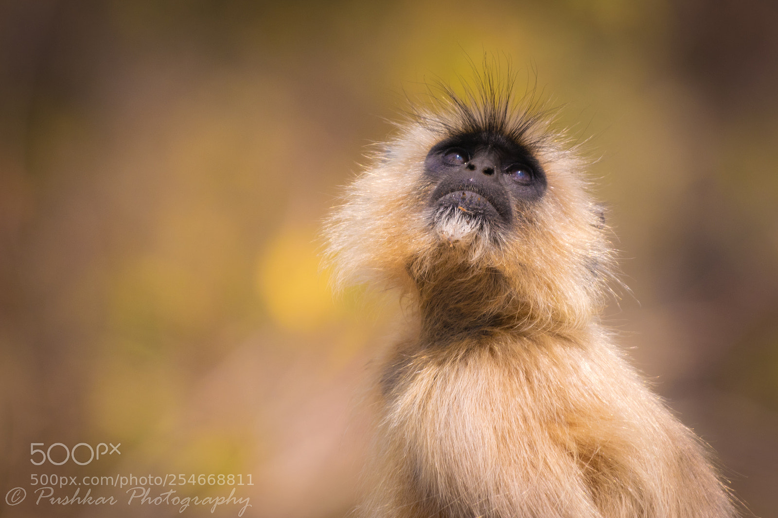 Nikon D5300 sample photo. Gray langur photography
