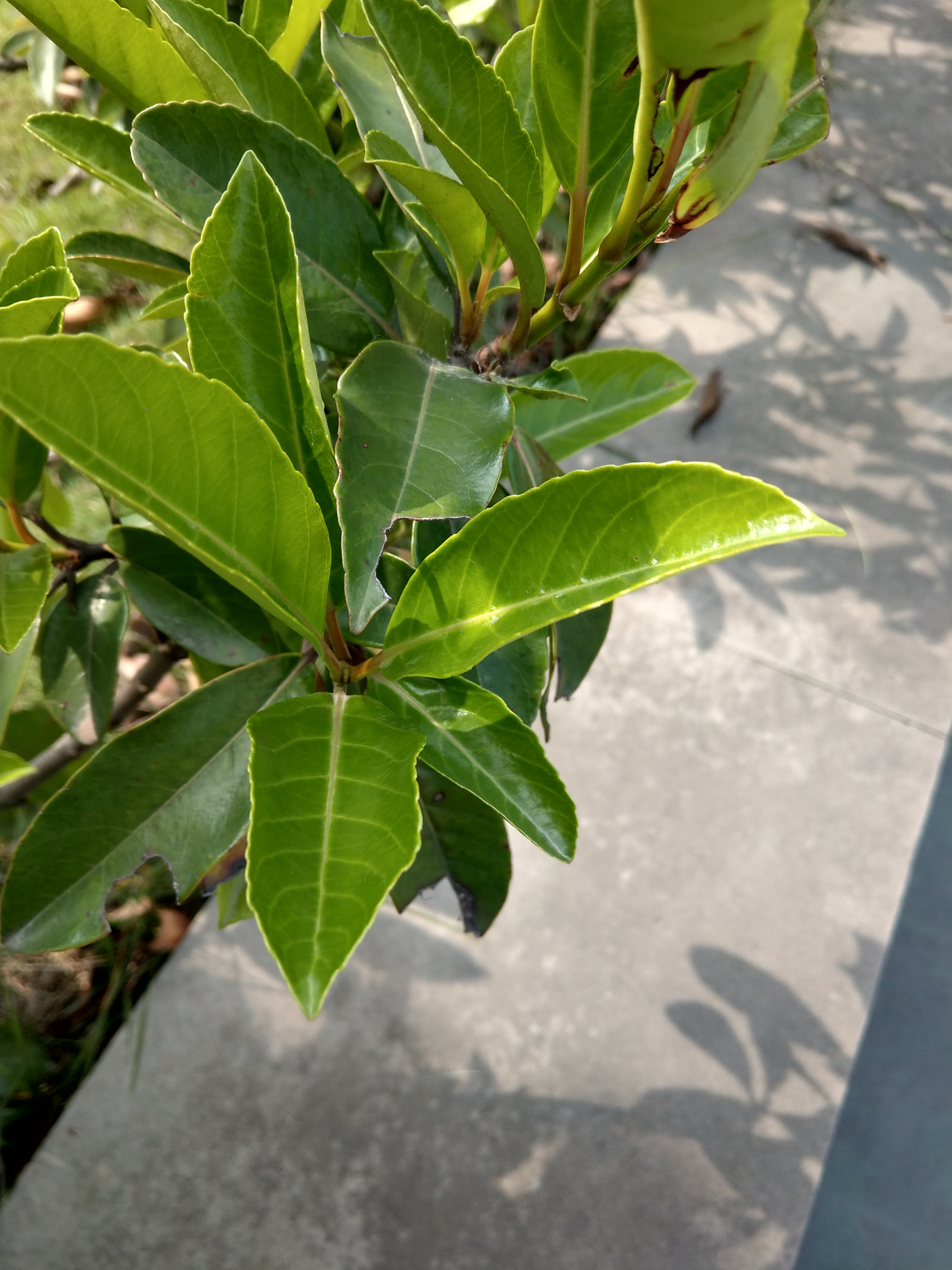 HTC U11 sample photo
