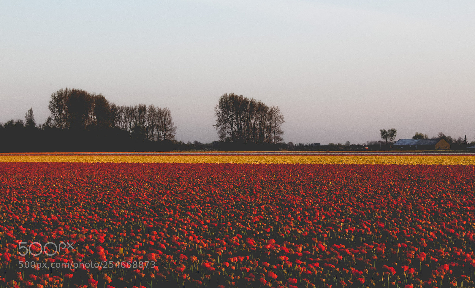 Canon EOS 1200D (EOS Rebel T5 / EOS Kiss X70 / EOS Hi) sample photo. Tulip hunting photography